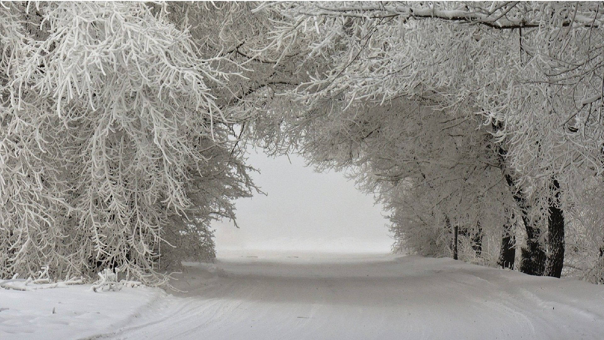樹木 桌布 壁紙 — 一條積雪的道路蜿蜒穿過一條由霜凍樹木組成的隧道，在朦朧的冬日天空下。