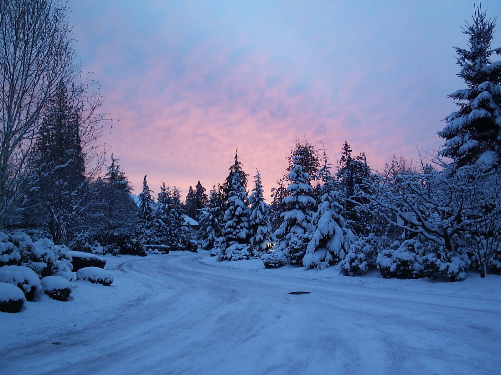 Simple Winter 桌布 壁紙 — 一條積雪的道路蜿蜒穿過松樹林，在暮色天空下，天空染上柔和粉紅與藍色調。