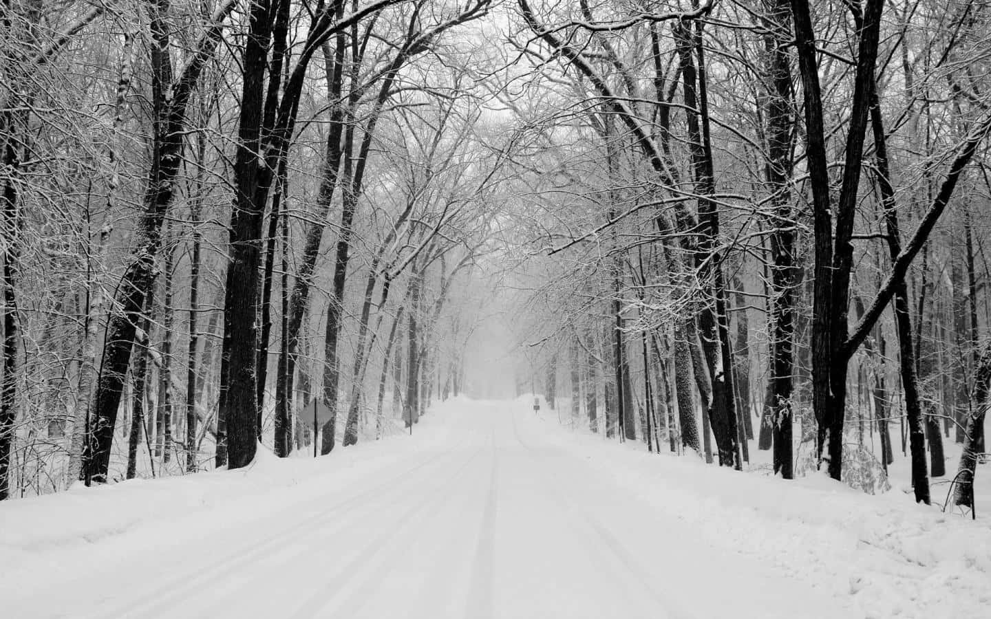White Snow 桌布 壁紙 — 一條積雪的道路蜿蜒穿過茂密的落葉樹林，天空是灰色的冬日景象。