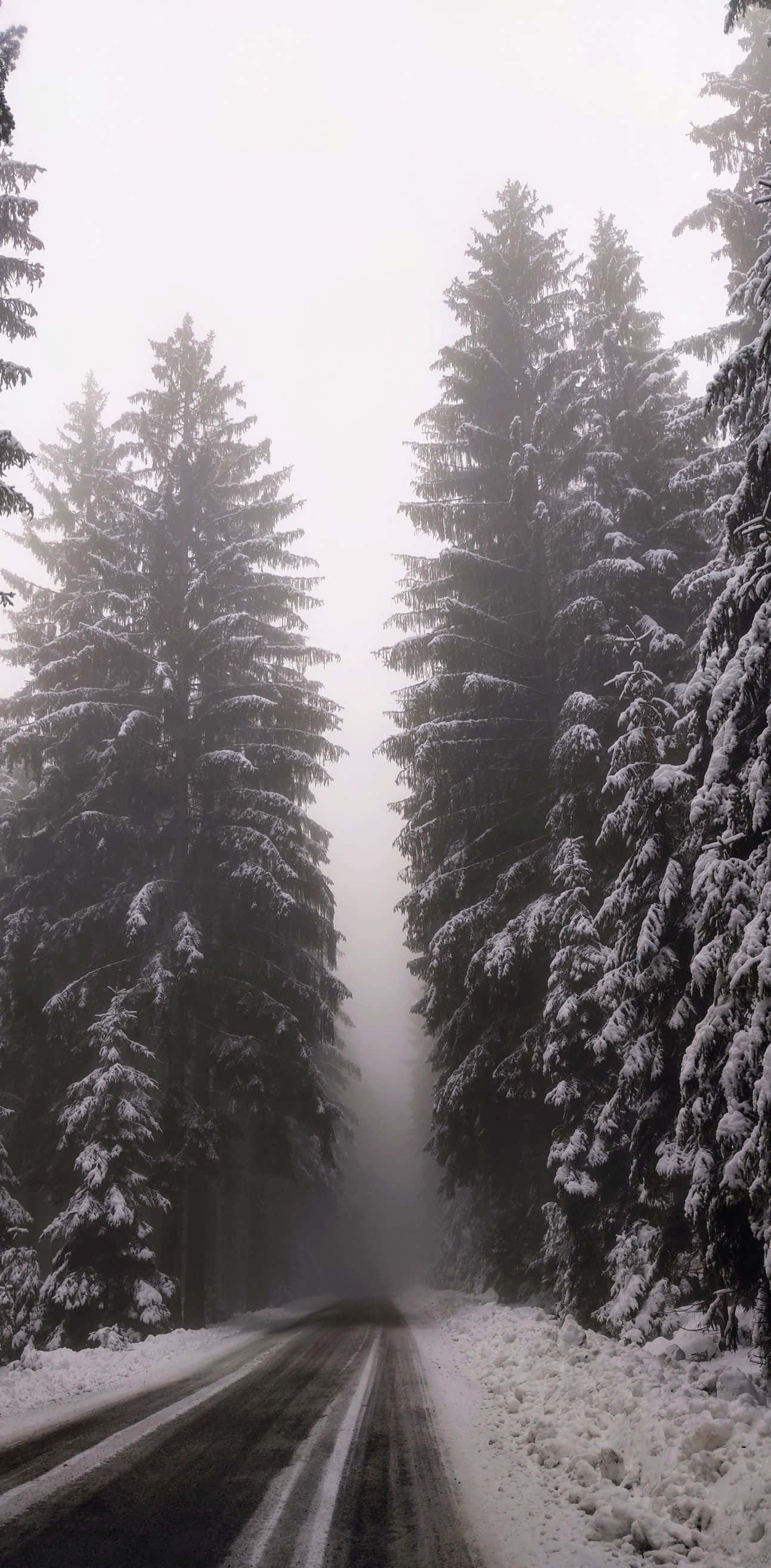 Foggy Aesthetic 桌布 壁紙 — 一條積雪的道路蜿蜒穿過高聳的常綠樹，樹木被濃霧籠罩，在蒼白的冬日天空下。
