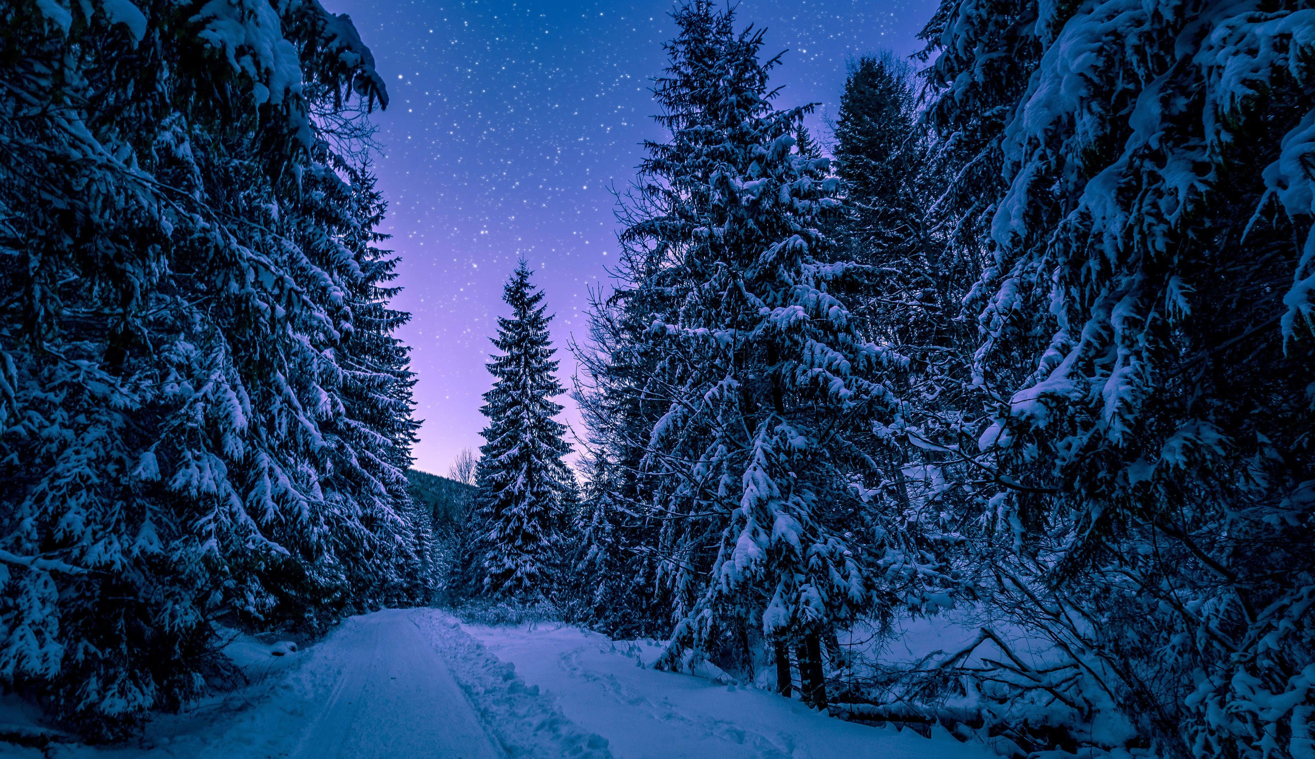 Night Forest 桌布 壁紙 — 一條積雪覆蓋的森林小徑蜿蜒在星光燦爛的暮色天空下，天空閃耀著紫色和藍色調。