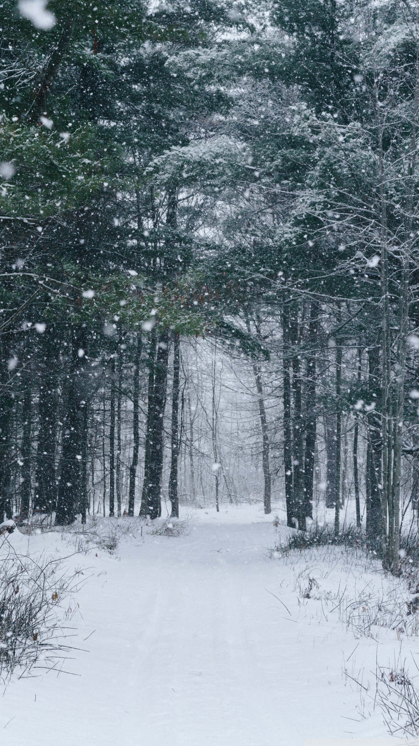 雪 桌布 壁紙 — 一條積雪覆蓋的森林小徑蜿蜒穿過高大的常青樹，新鮮的雪花在寧靜的冬日場景中飄落。