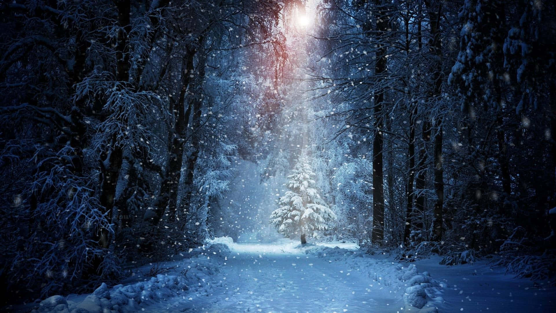 Snowy Forest 桌布 壁紙 — 一條積雪覆蓋的森林小徑通向一棵孤獨的積雪樹木，沐浴在穿透黑暗冬日樹木的神聖光束中。