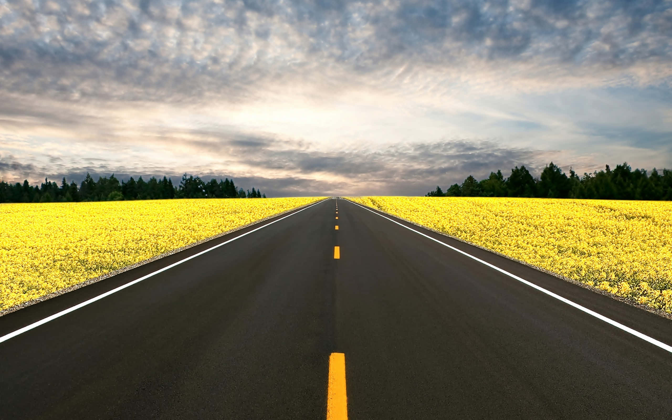 highway 桌布 壁紙 — 一條筆直的柏油路在戲劇性的多雲天空下，兩旁是充滿活力的黃色花田，一直延伸到地平線。