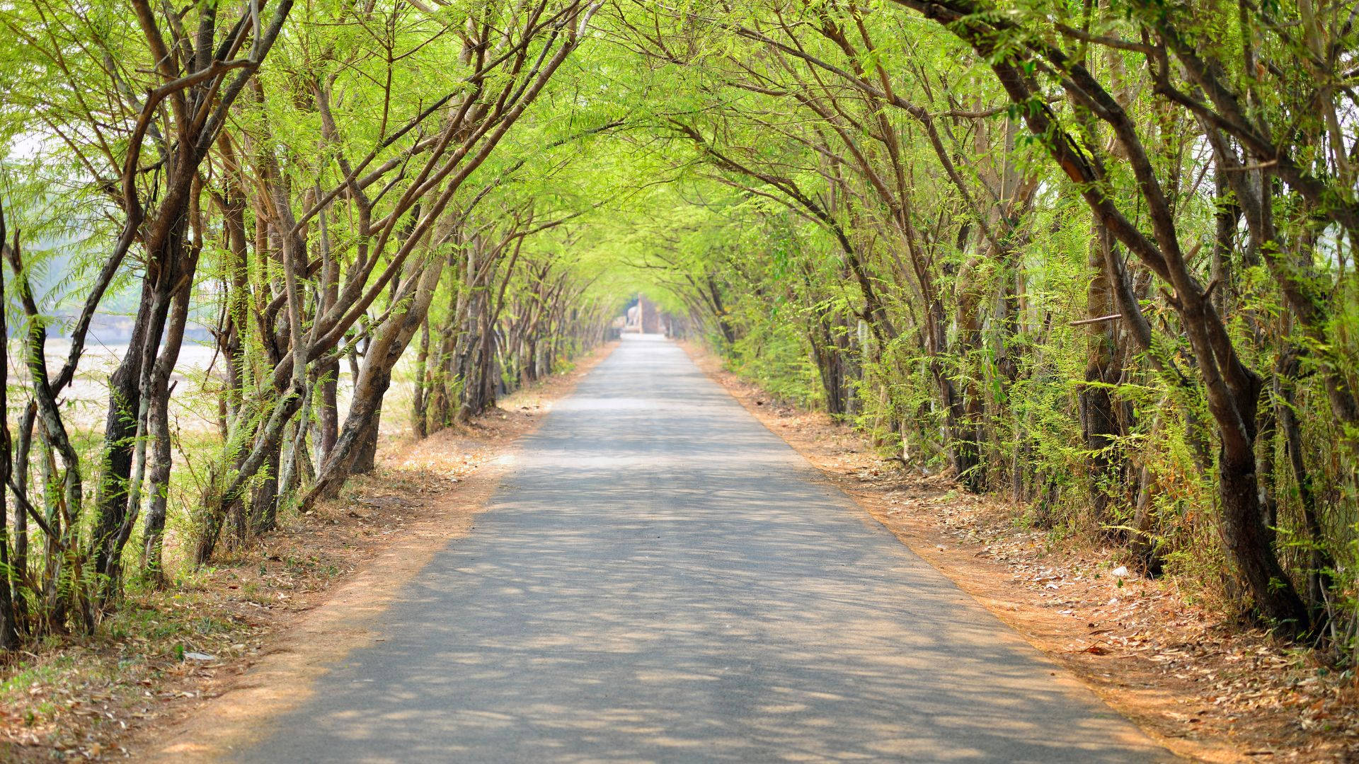 Road 桌布 壁紙 — 一條筆直的柏油路延伸到遠方，兩旁是茂密的翠綠樹冠，投下斑駁的陰影。