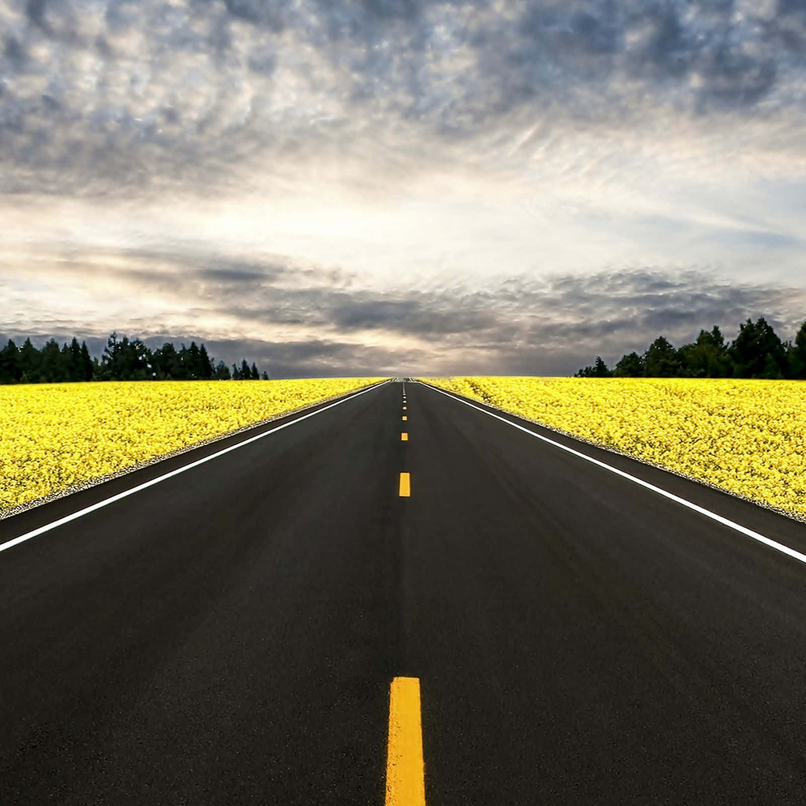 highway 桌布 壁紙 — 一條筆直的瀝青道路在戲劇性的多雲天空下，兩旁是充滿活力的黃色花田，一直延伸至地平線。