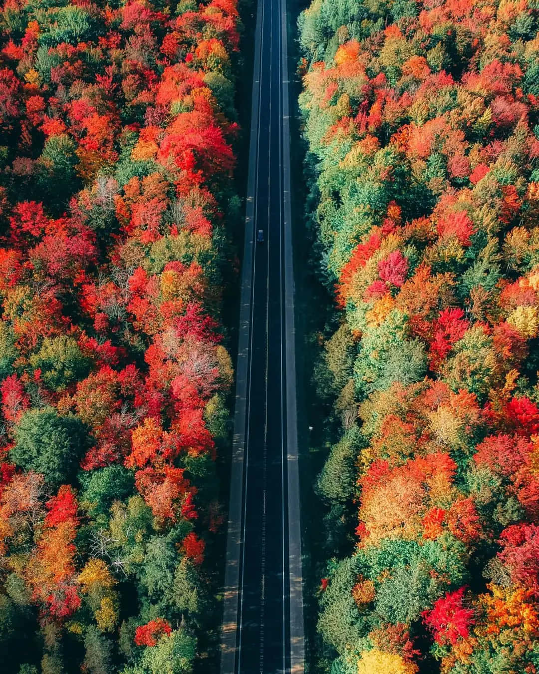 iPhone Fall 桌布 壁紙 — 一條筆直的道路穿過一片茂密的森林，森林裡燃燒著秋天的紅色、橙色和綠色的空拍圖。