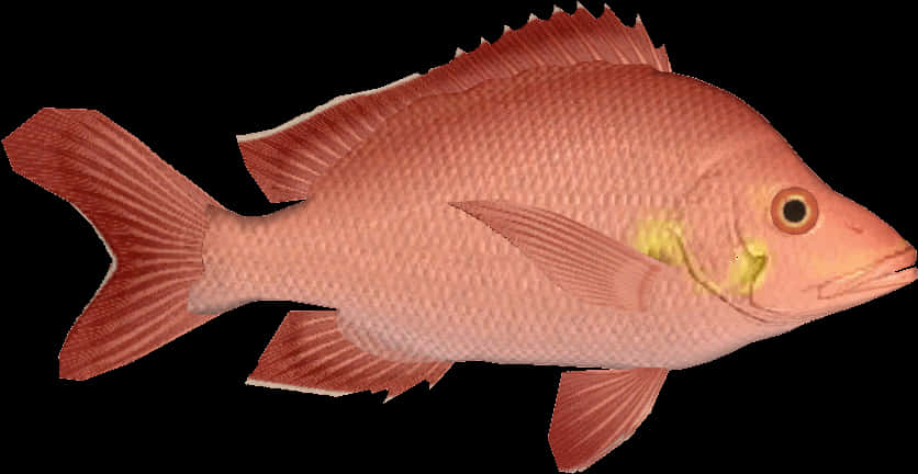 紅色動圖 桌布 壁紙 — 一條粉紅色魚的詳細3D渲染，魚鰓上有黃色標記，背景為黑色。