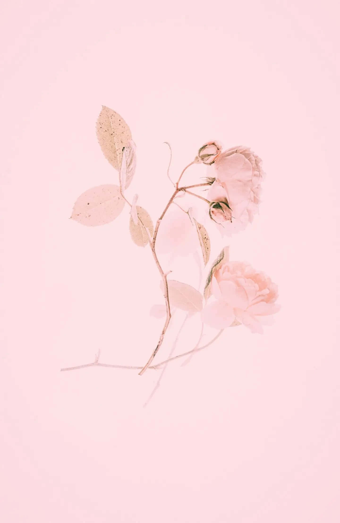 Pink Phone 桌布 壁紙 — 一條精緻的樹枝，帶有柔和的粉紅玫瑰和淡色葉子，漂浮在夢幻般的粉彩粉紅背景上。