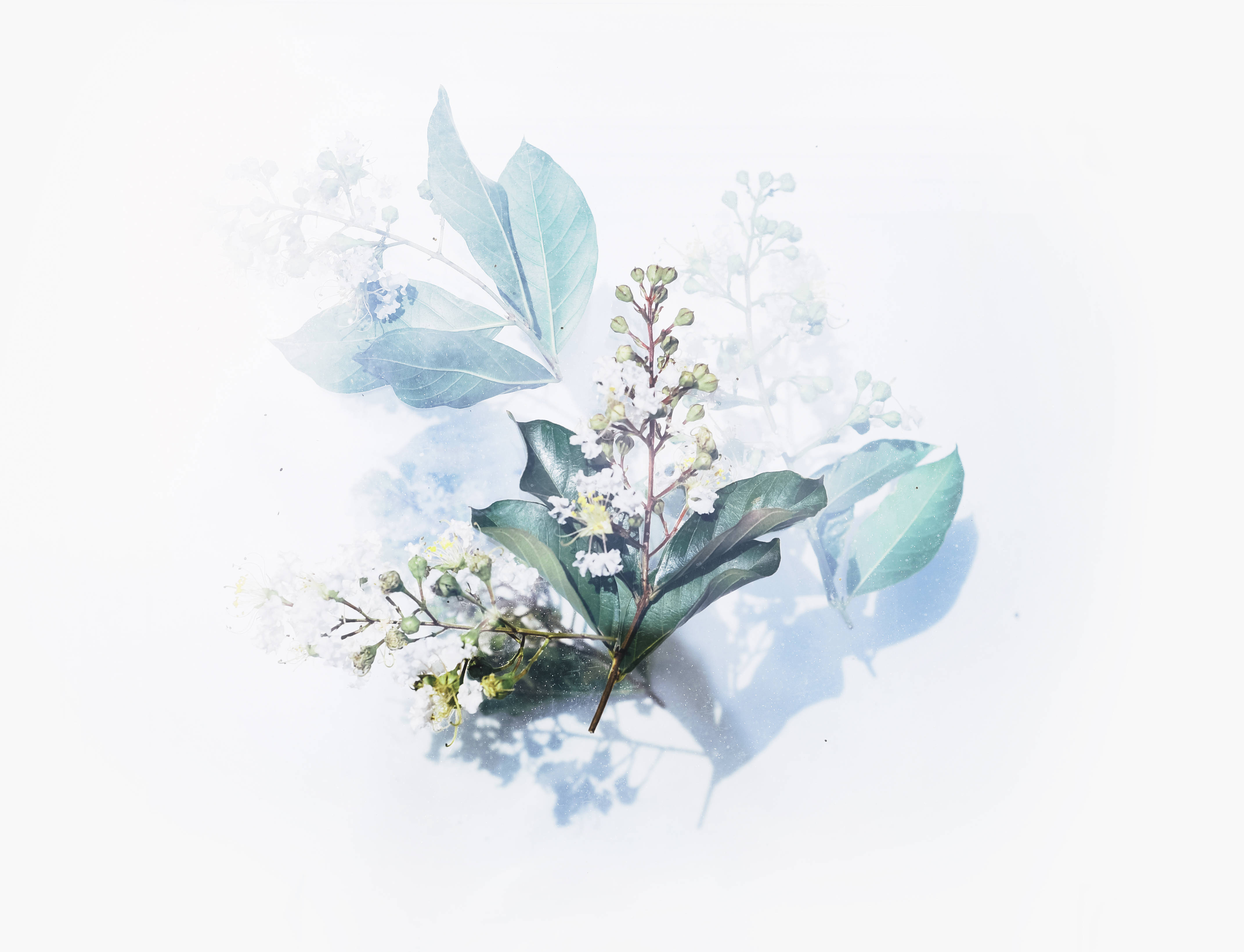 藝術 桌布 壁紙 — 一條精緻的樹枝，帶有白色花朵和綠色葉子，在明亮的白色背景上投下柔和的陰影。