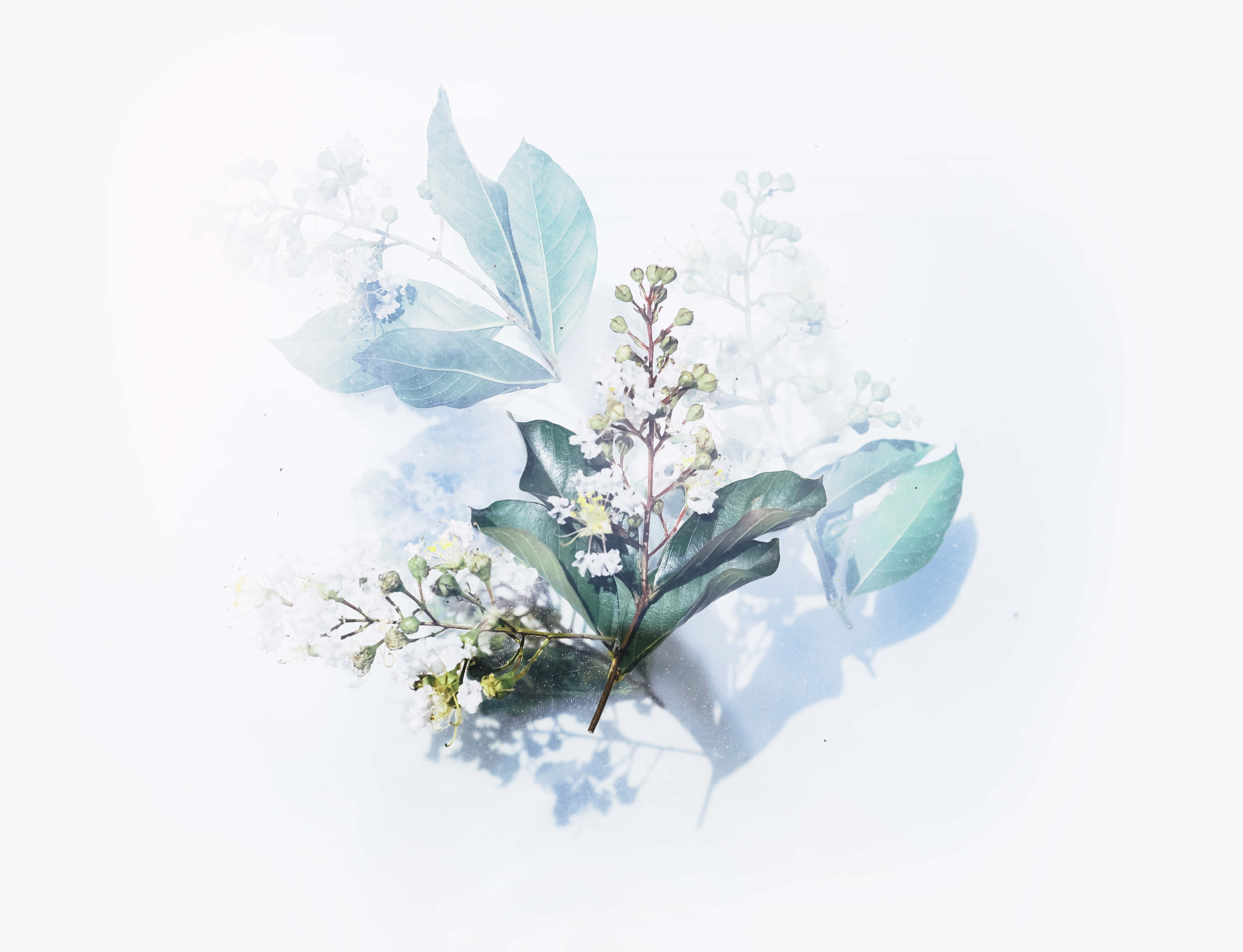 Watercolor Flower 桌布 壁紙 — 一條精緻的樹枝，帶有綠葉和白花，柔和地分層在明亮的白色背景上，帶有微妙的陰影。