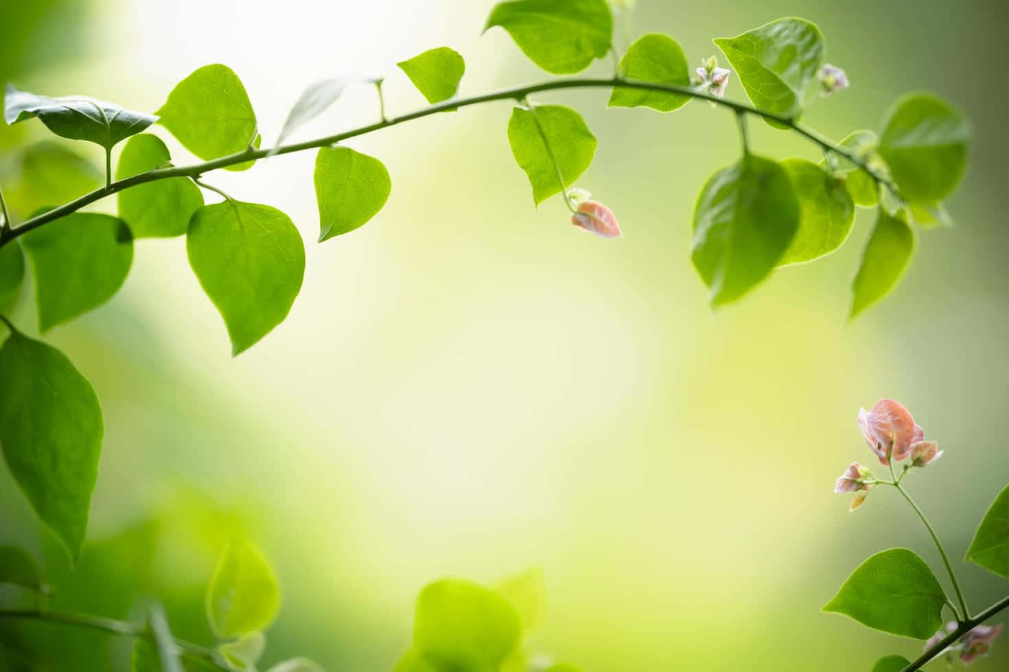 Greenery 桌布 壁紙 — 一條精緻的樹枝，帶有鮮綠色的葉子和柔和的粉紅色花朵，框住了一個明亮模糊的背景。