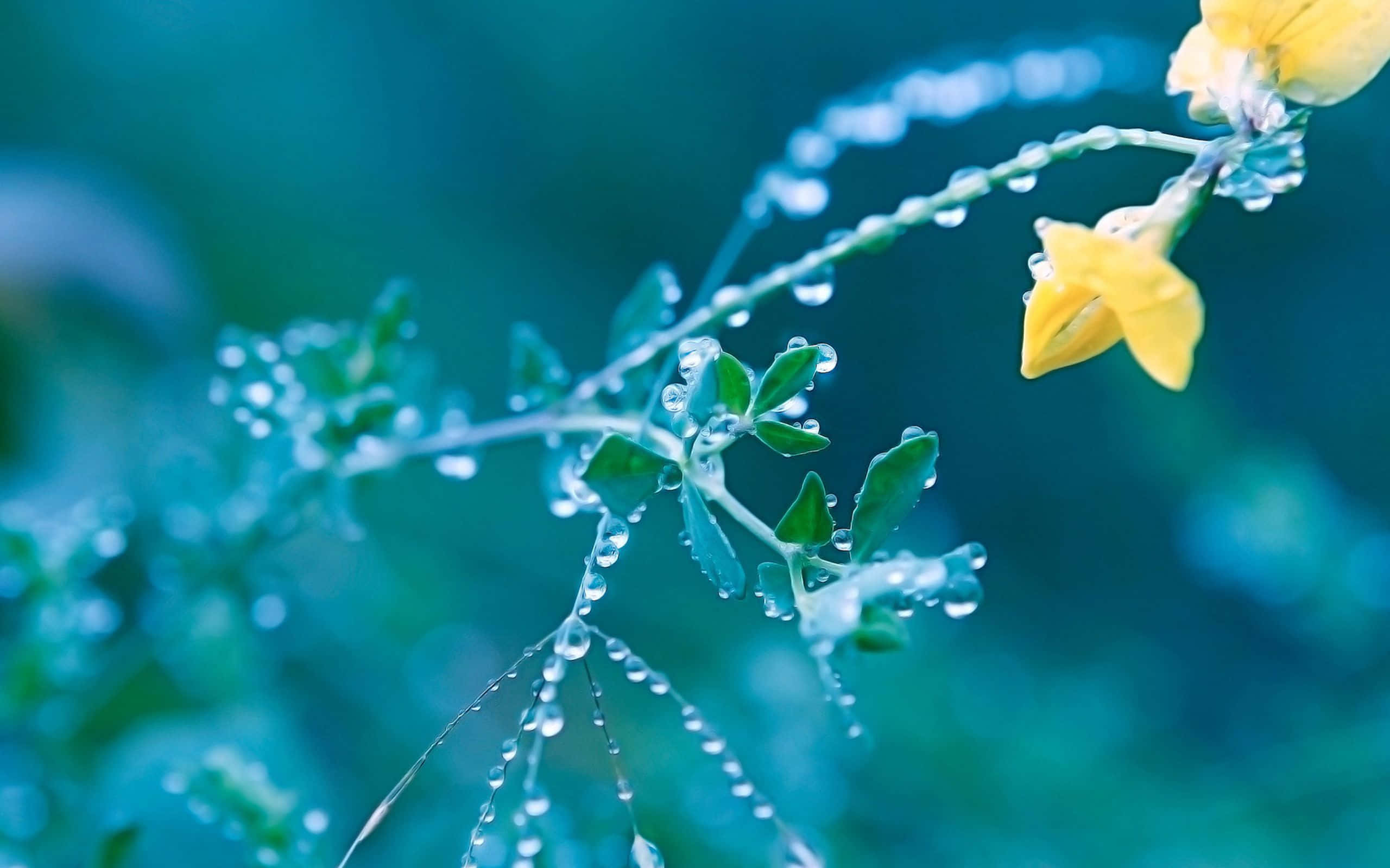 Spring Showers 桌布 壁紙 — 一條精緻的樹枝上掛著露珠，在柔和的青綠色背景下閃閃發光，頂端有一朵明亮的黃色花朵。