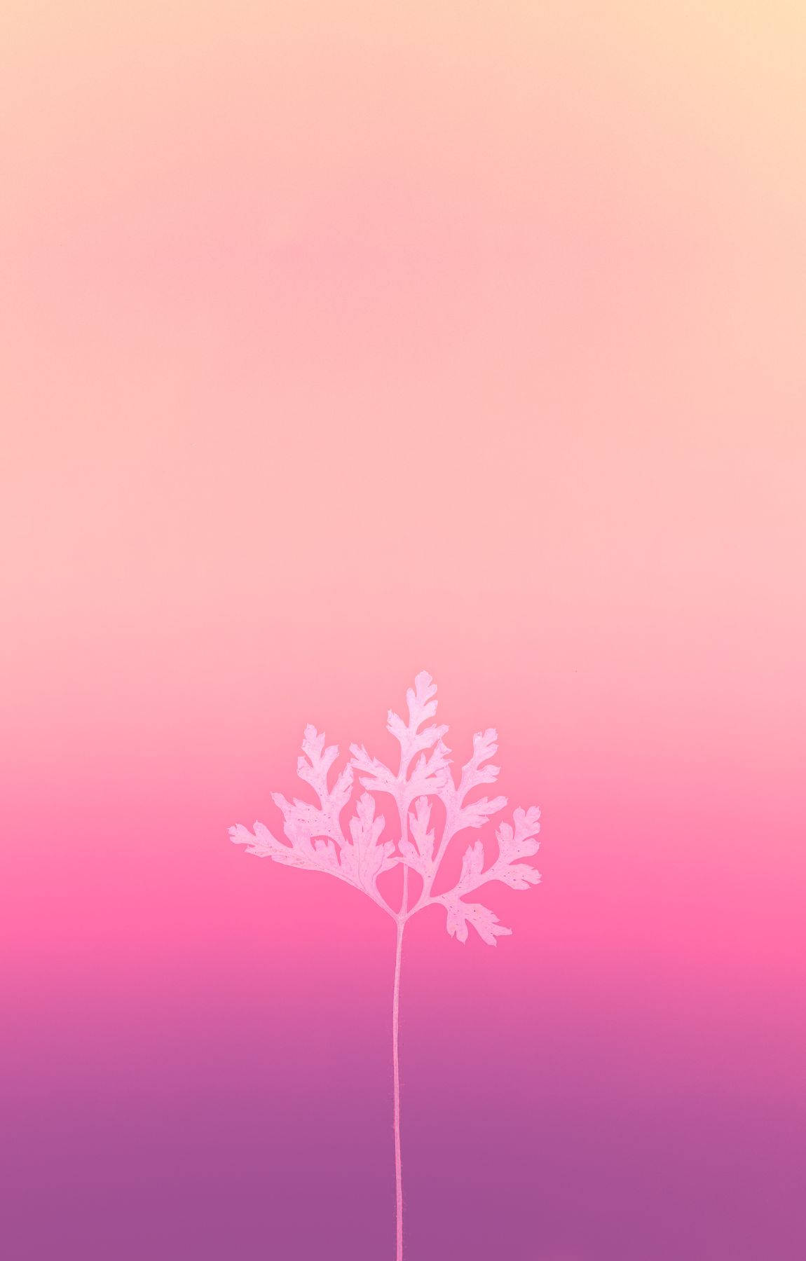 漸層 桌布 壁紙 — 一條精緻的白色樹枝獨自矗立在粉紅色和紫色的柔和漸變天空前。