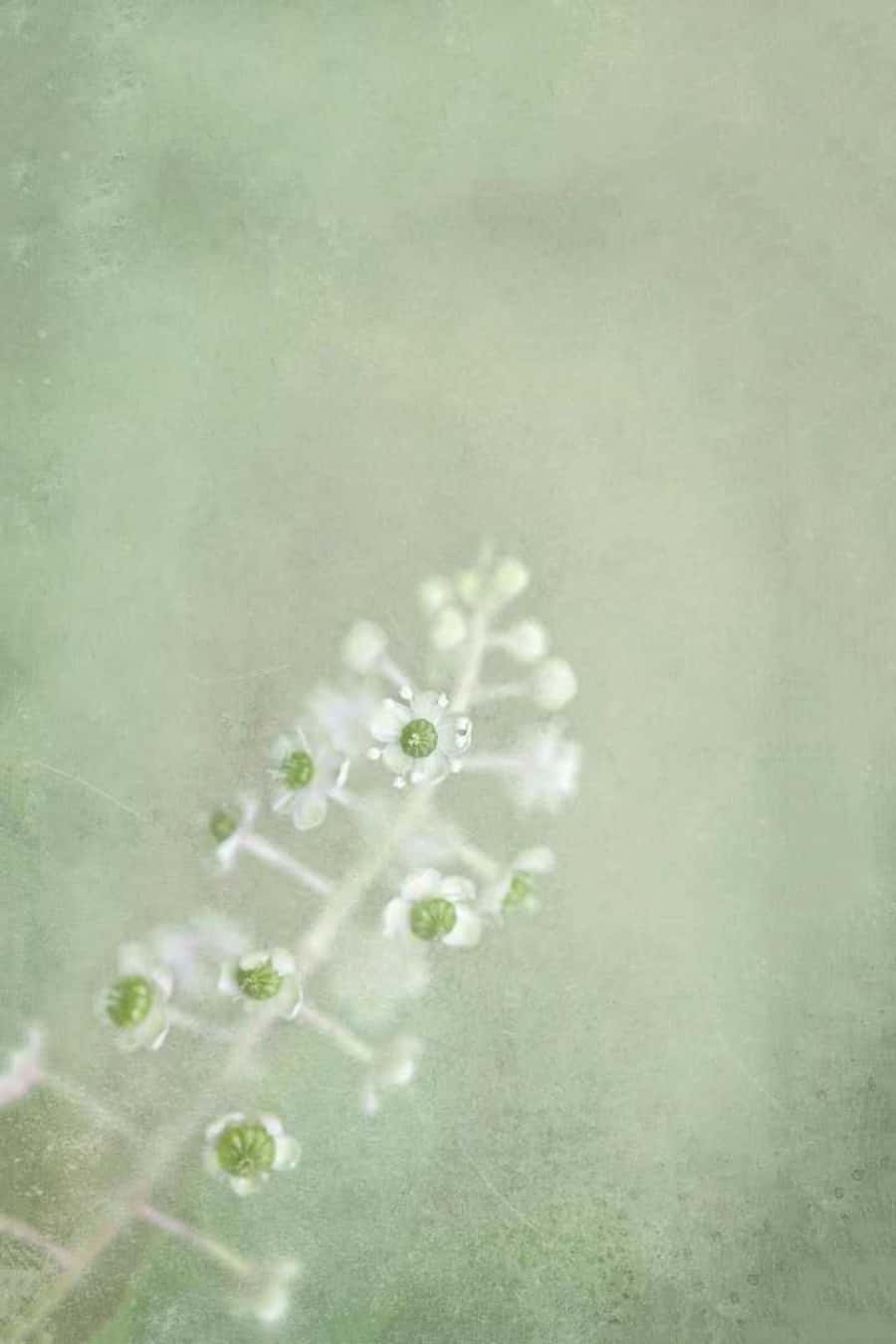 Aesthetic Sage Green 桌布 壁紙 — 一條精緻的白色花莖，帶有細小的花朵，柔和地浮現在柔和的綠色紋理背景上。