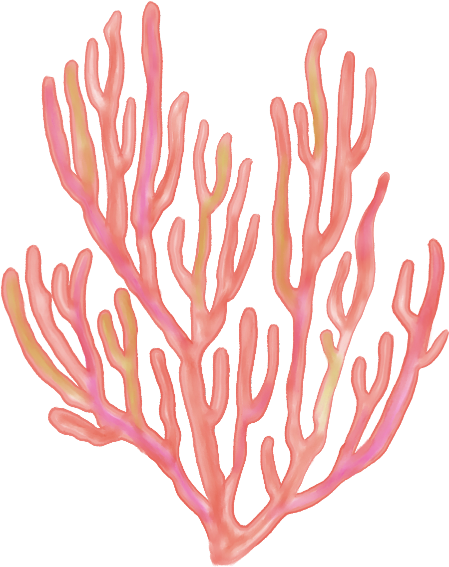 coral 桌布 壁紙 — 一條精緻的粉紅色珊瑚枝，帶有柔和黃色亮點，在純黑色背景下脫穎而出。