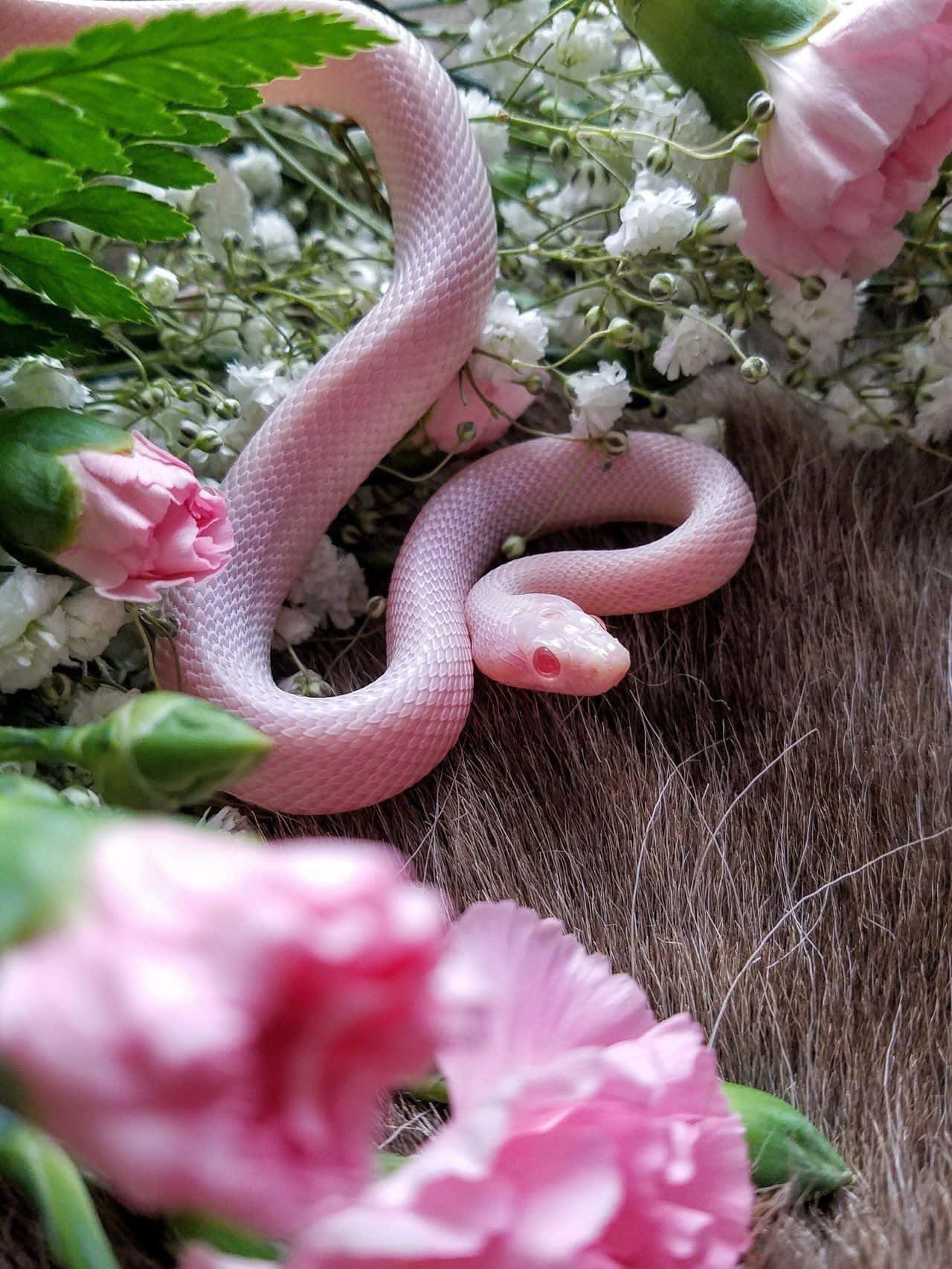 snakes 桌布 壁紙 — 一條精緻的粉紅色蛇在帶有紋理的棕色表面上，優雅地纏繞在柔軟的粉紅色和白色花朵之間。