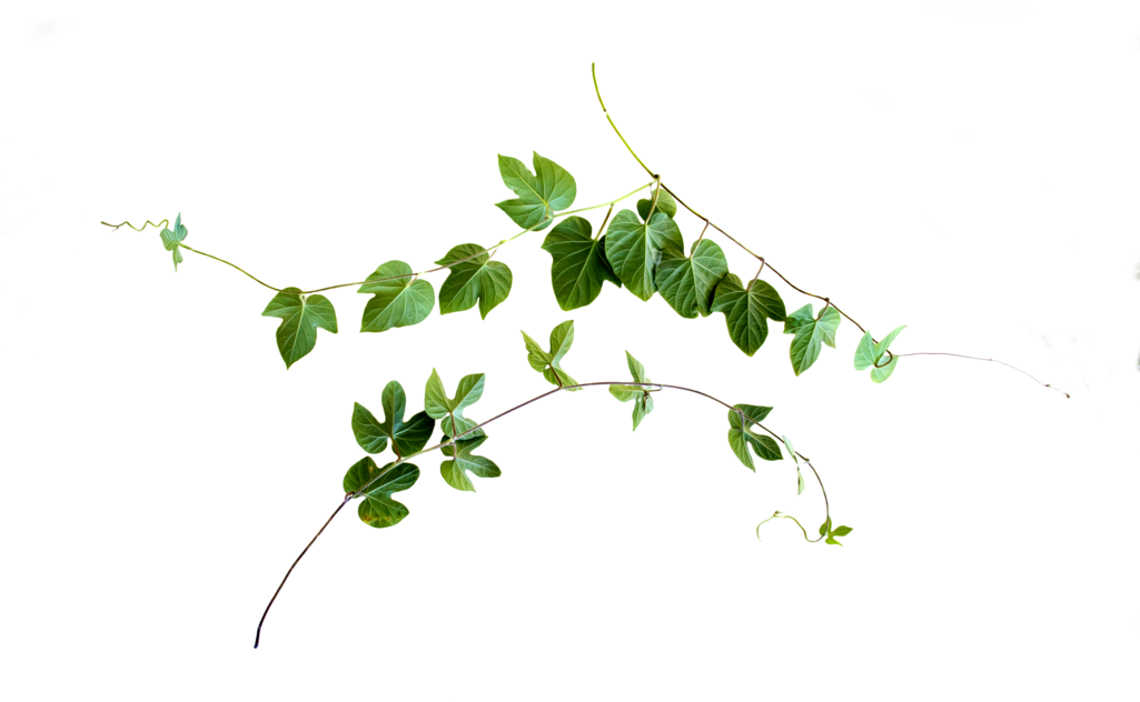 Leaf Border 桌布 壁紙 — 一條精緻的綠色常春藤藤蔓，帶有心形葉子，在純黑色背景上優雅地彎曲。