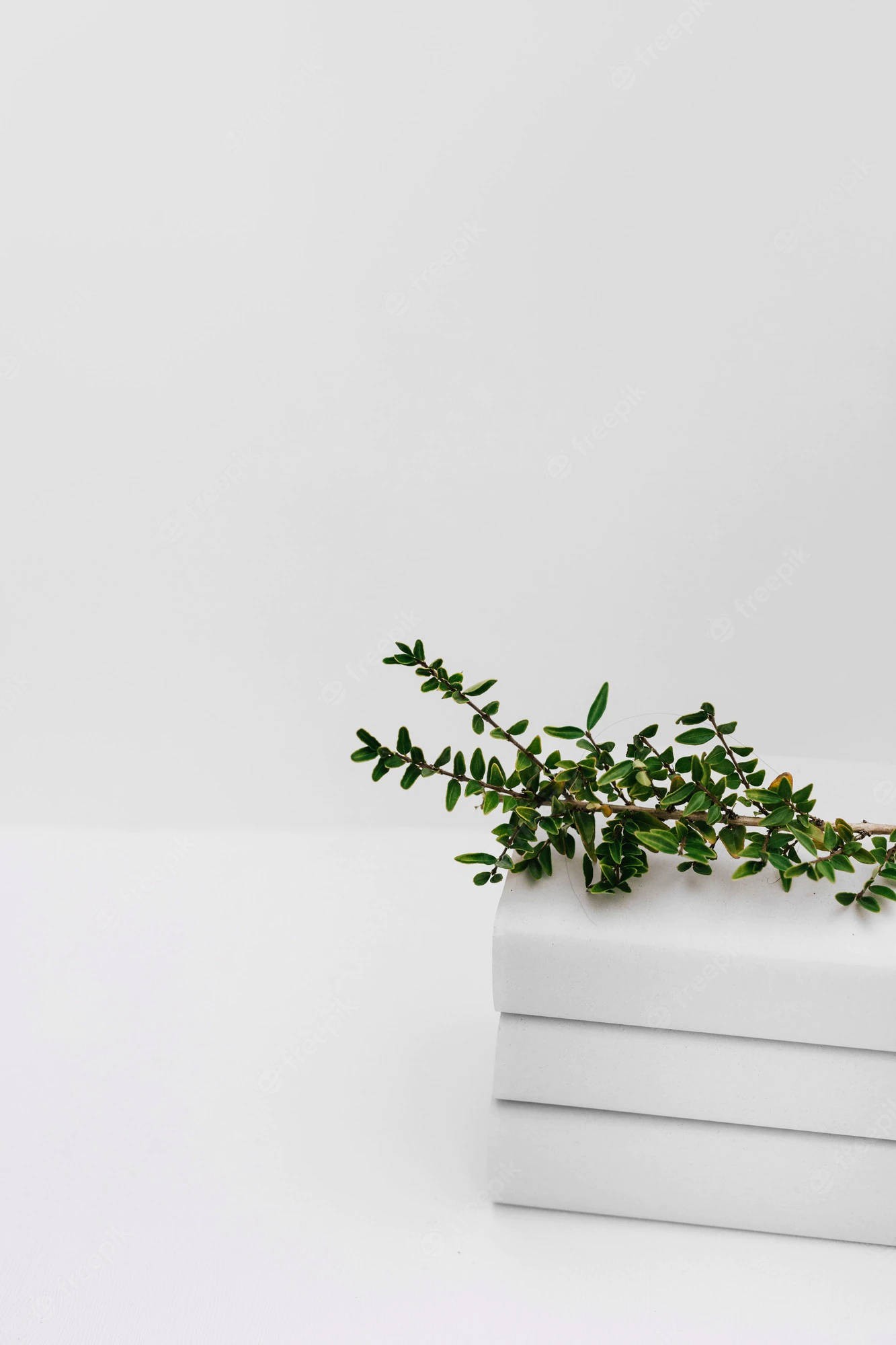 Plant Aesthetic 桌布 壁紙 — 一條精緻的綠色樹枝放在三本潔白書籍堆疊之上，背景為簡約白色。