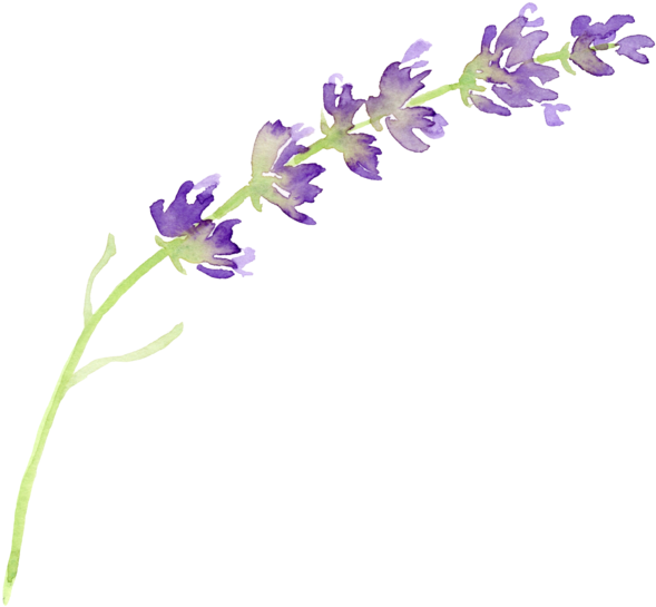 Watercolor Flowers 桌布 壁紙 — 一條精緻的薰衣草花莖，帶有紫色花朵和綠色莖，襯托在純黑背景上。