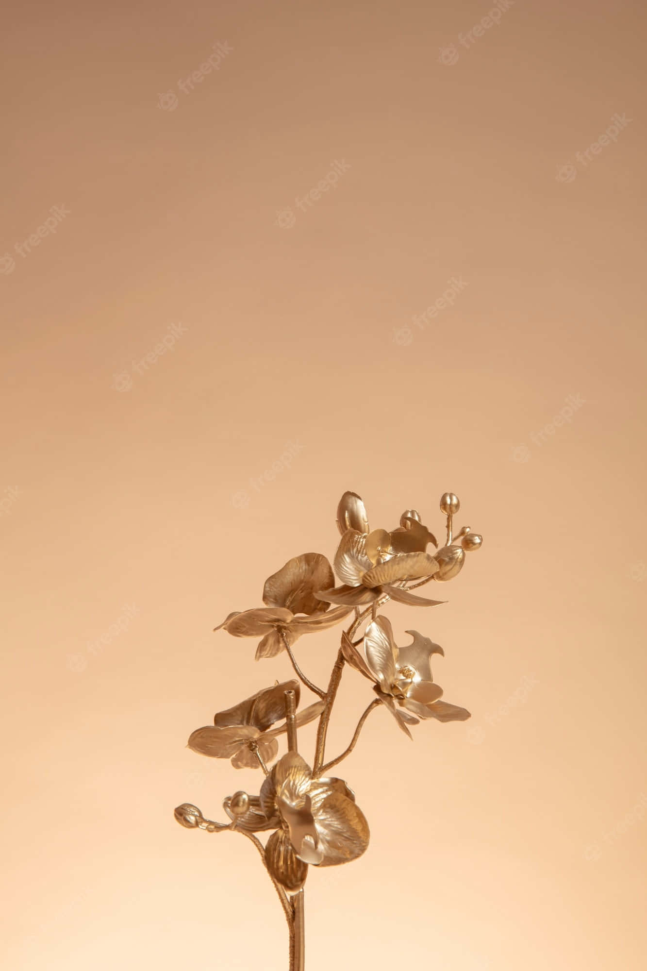 桌布 壁紙 — 一條精緻的金色蘭花莖，盛開的花朵和花蕾優雅地立在柔和的桃色漸變背景上。