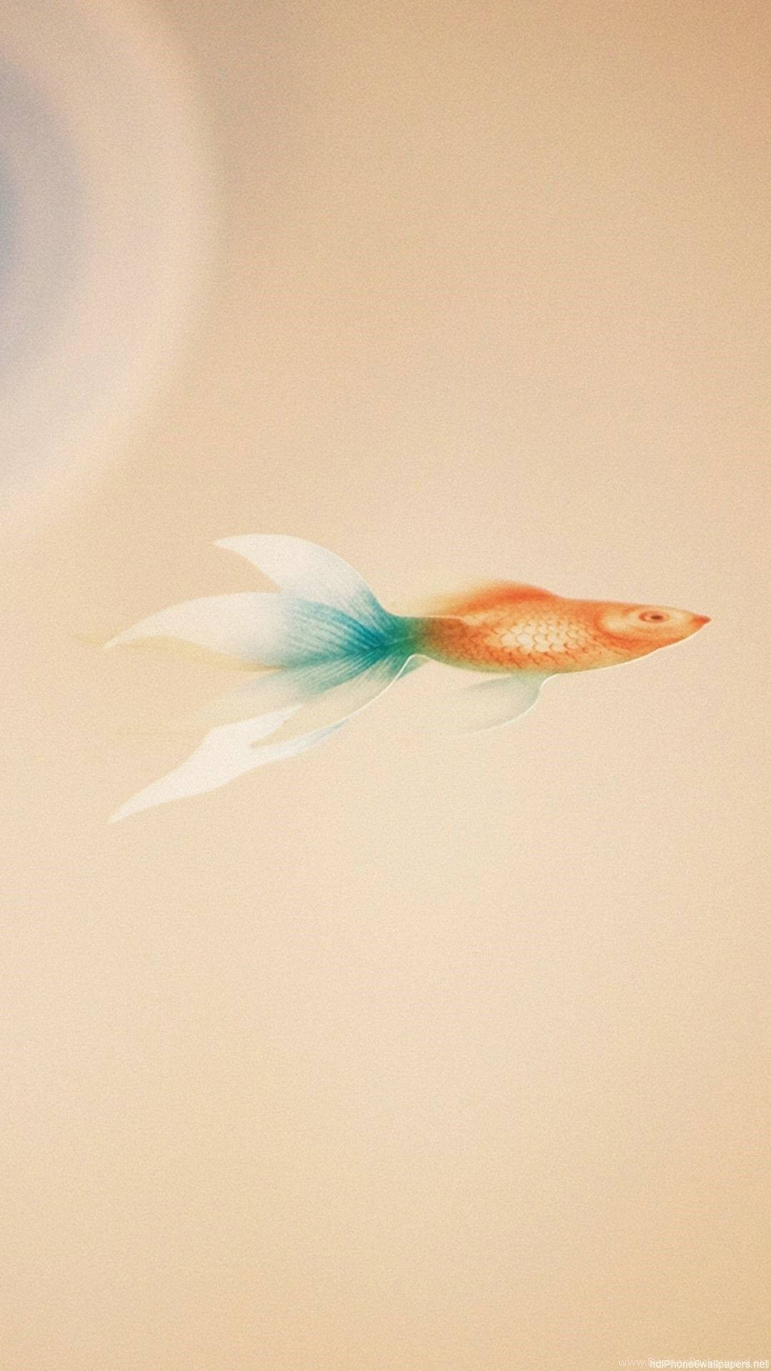 Goldfish 桌布 壁紙 — 一條精緻的金魚，帶有藍綠色和白色的魚鰭，在柔和的米色水體空間中優雅地滑行。