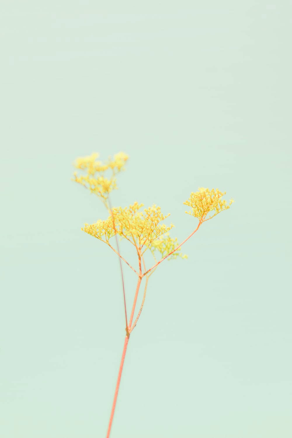 Pastel Yellow Aesthetic 桌布 壁紙 — 一條精緻的黃色花莖，帶有細小的花朵，襯托在柔和的薄荷綠色背景上。
