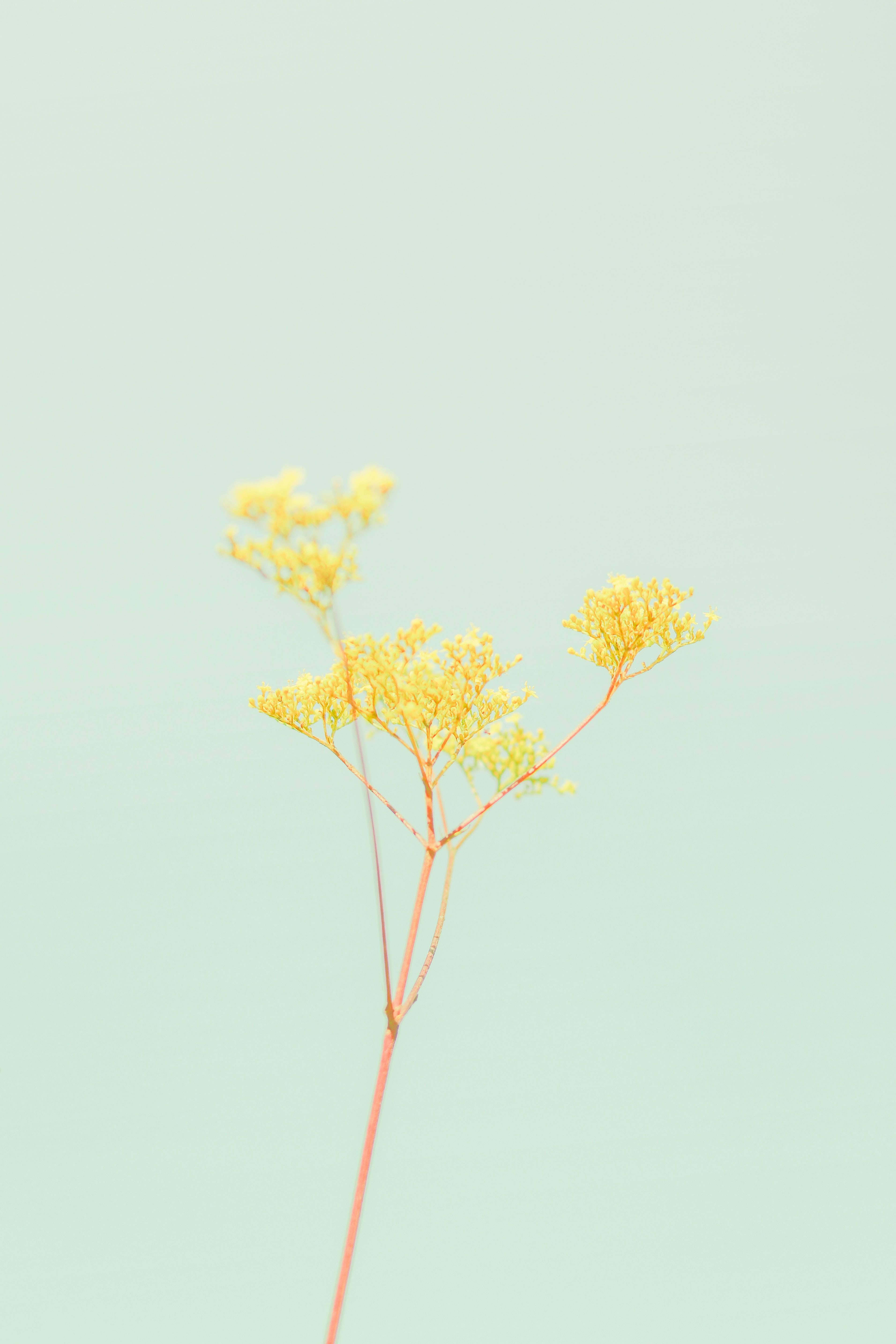 粉彩 iPhone 桌布 壁紙 — 一條精緻的黃色花莖，帶有細小的花朵，襯托在柔和的薄荷綠色背景上。
