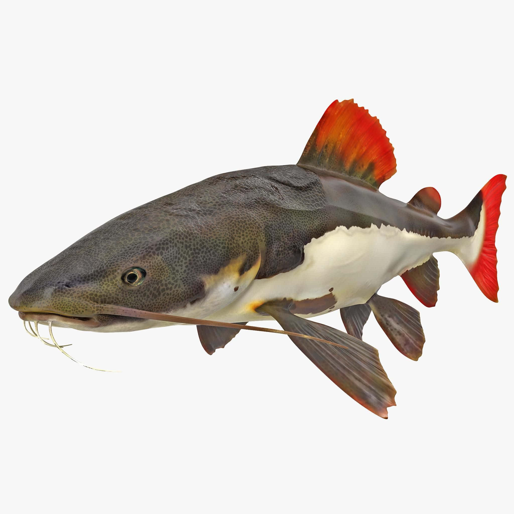 魚 桌布 壁紙 — 一條紅尾鯰魚的詳細3D渲染圖，背部有斑點灰色，腹部白色，魚鰭鮮紅色，背景為純白色。