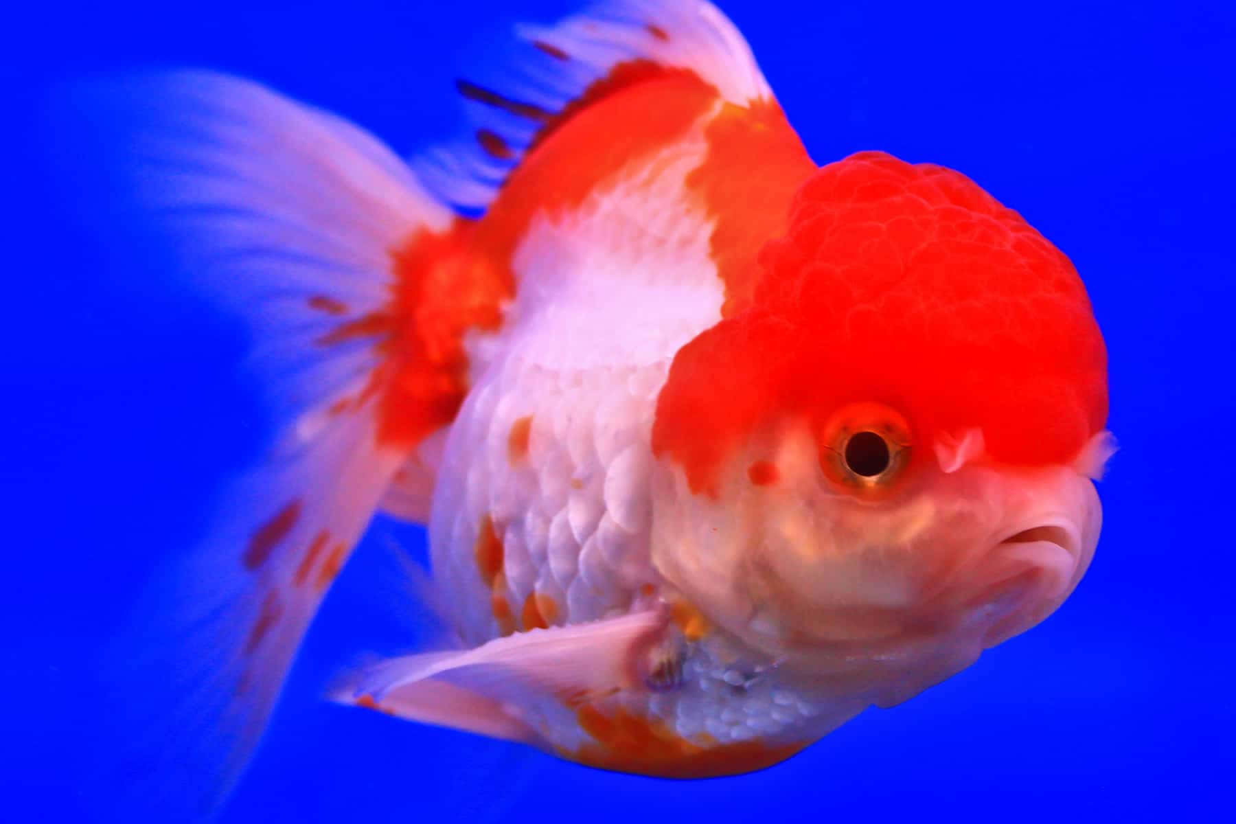金魚 桌布 壁紙 — 一條紅白相間的觀賞金魚在鮮豔的藍色背景下游泳的特寫。