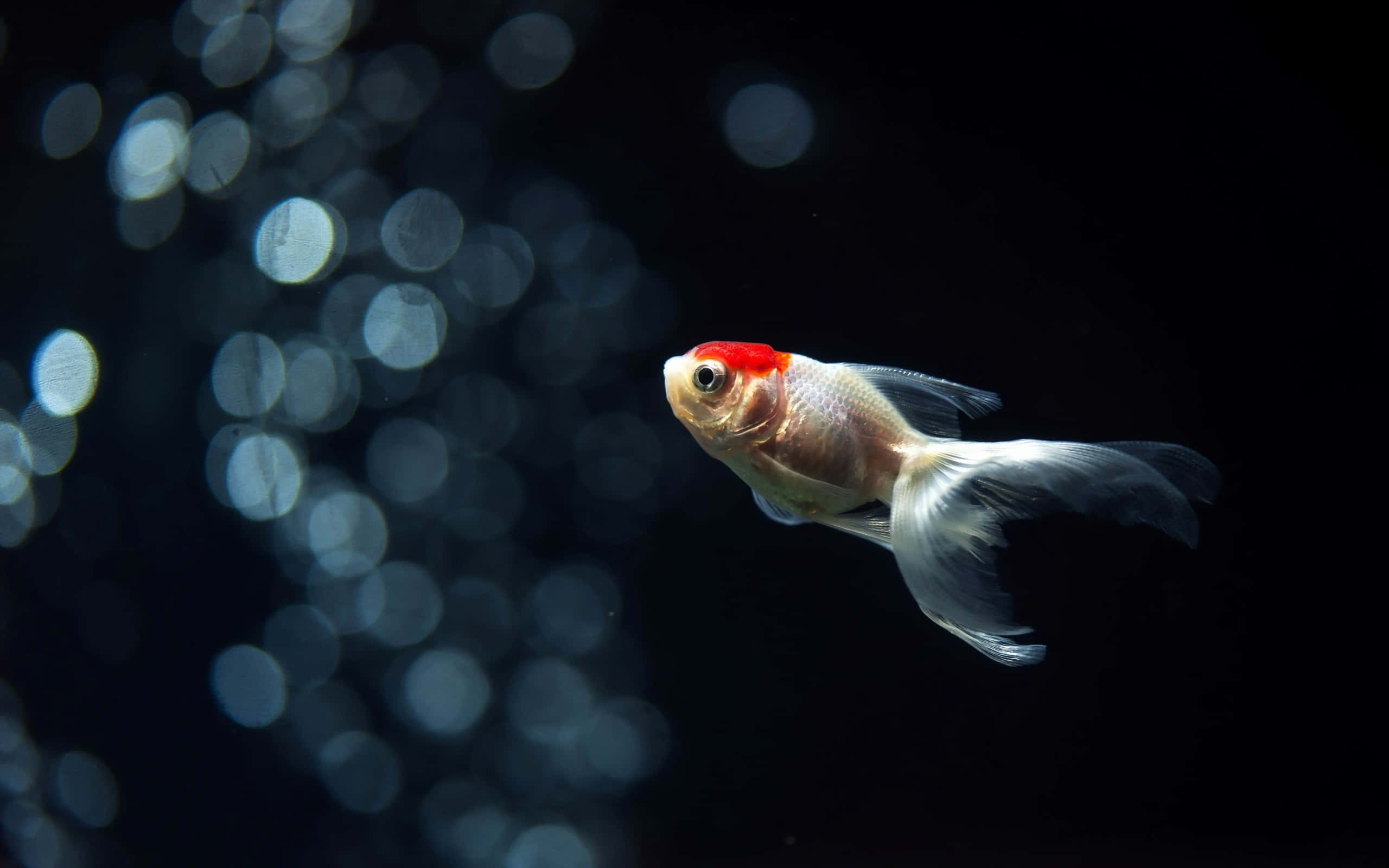 桌布 壁紙 — 一條紅頭金魚在黑暗的水中優雅地游動，身後留下閃爍的散景氣泡。