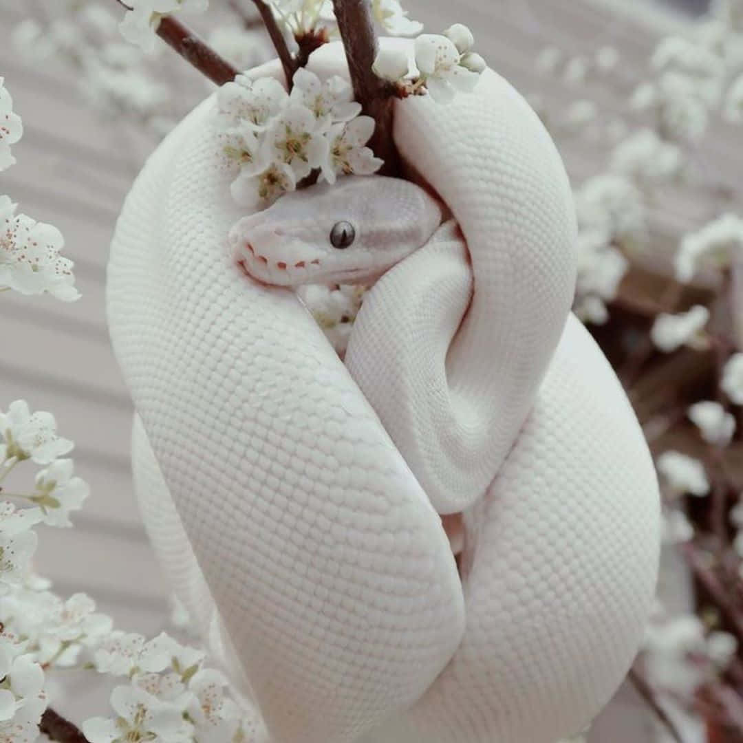 snakes 桌布 壁紙 — 一條純白色的蟒蛇優雅地纏繞在點綴著精緻白色花朵的樹枝上。