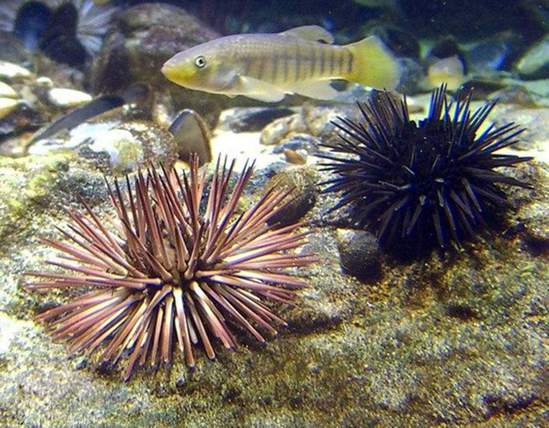 水下動畫 桌布 壁紙 — 一條細小的條紋魚在岩石海底上方游過兩隻色彩繽紛的海膽。