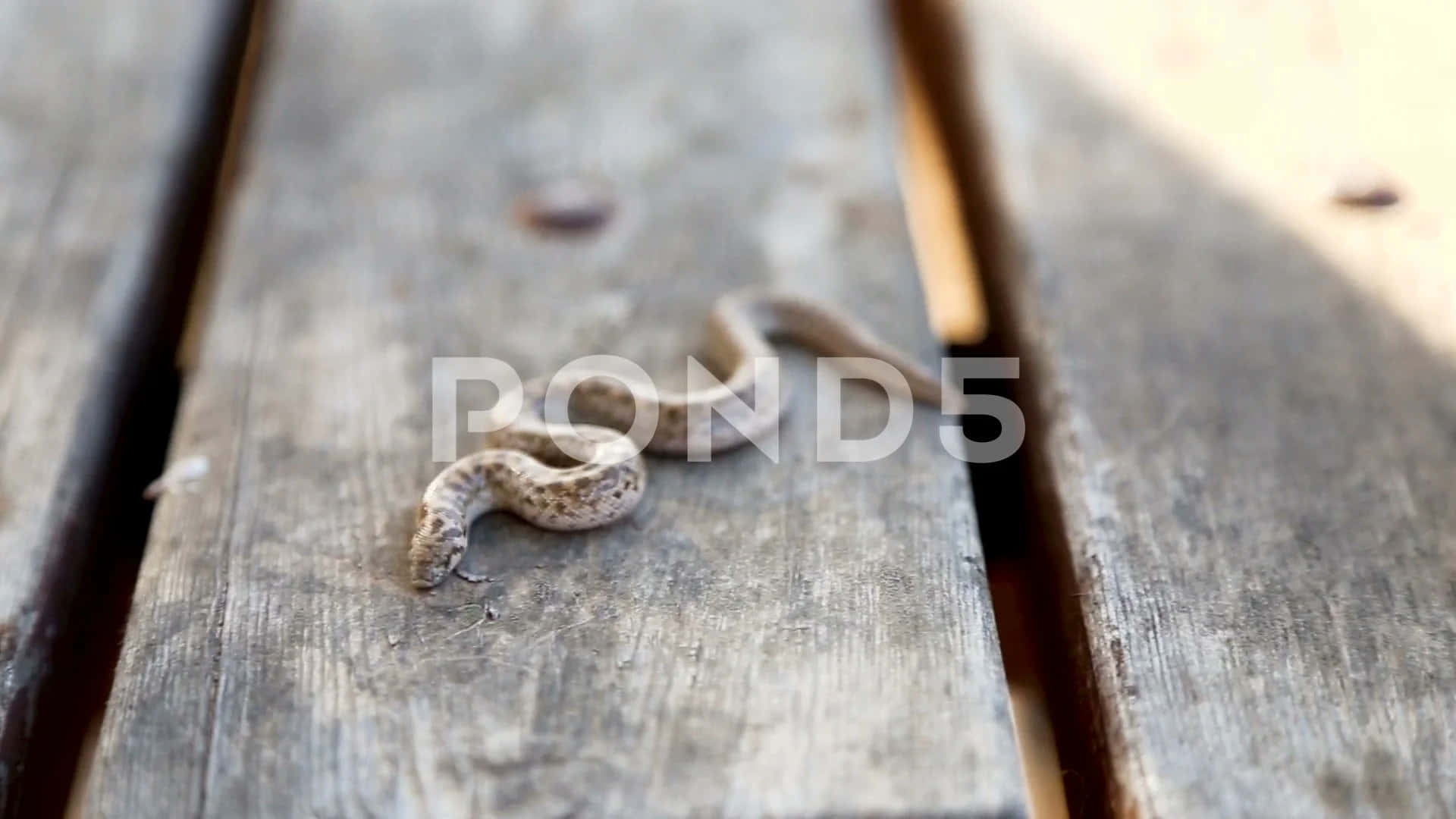 snakes 桌布 壁紙 — 一條細小的棕色蛇在柔和的自然光下優雅地蜷縮在風化的木板上。