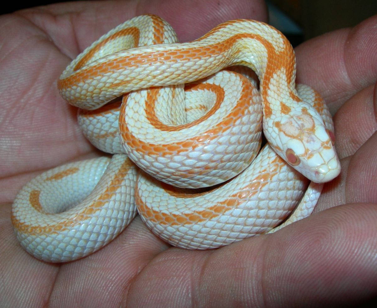 reptile 桌布 壁紙 — 一條細小的白色和橙色蛇輕輕盤繞在一個人捧著的手中，展現出細緻的鱗片和冷靜的表情。