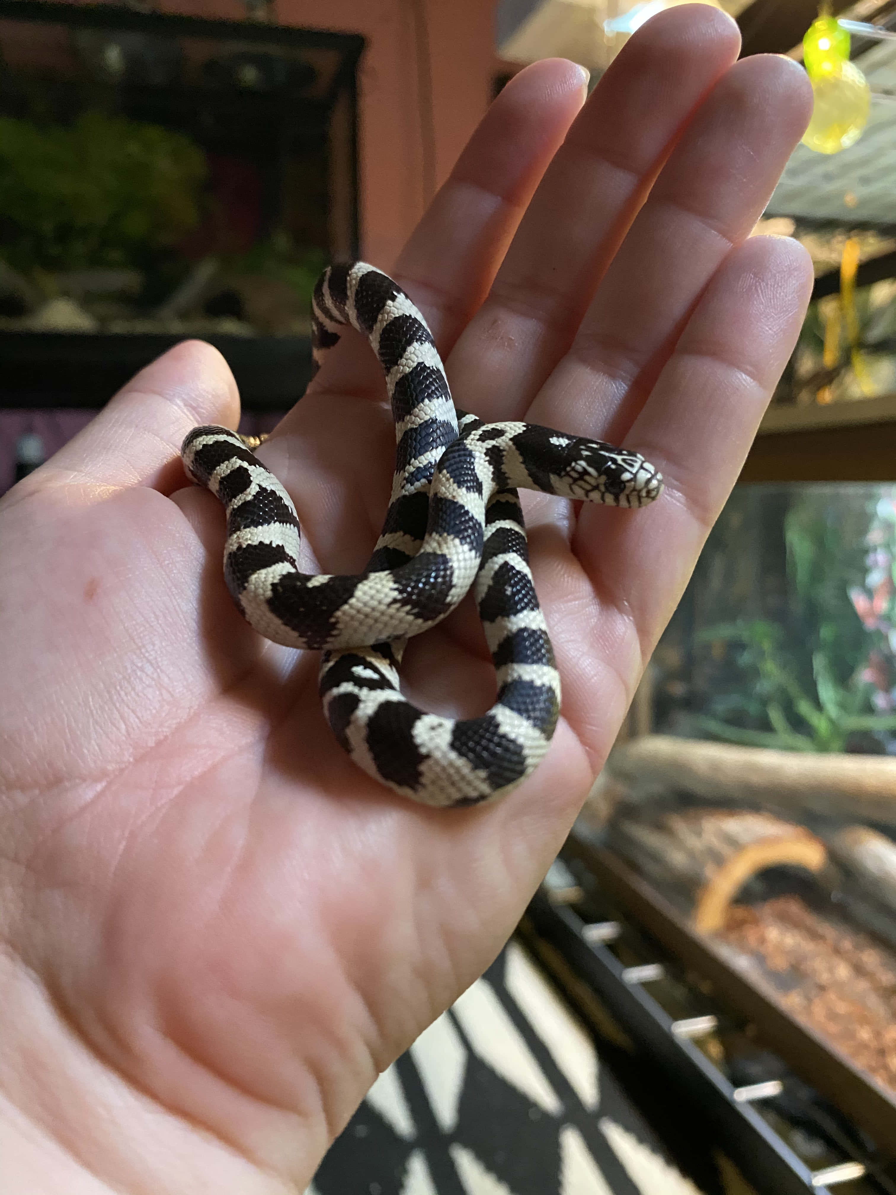 King Snake 桌布 壁紙 — 一條細小的黑白相間有圖案的蛇，輕輕蜷縮在一個人的張開手掌中，背景是模糊的飼養箱。