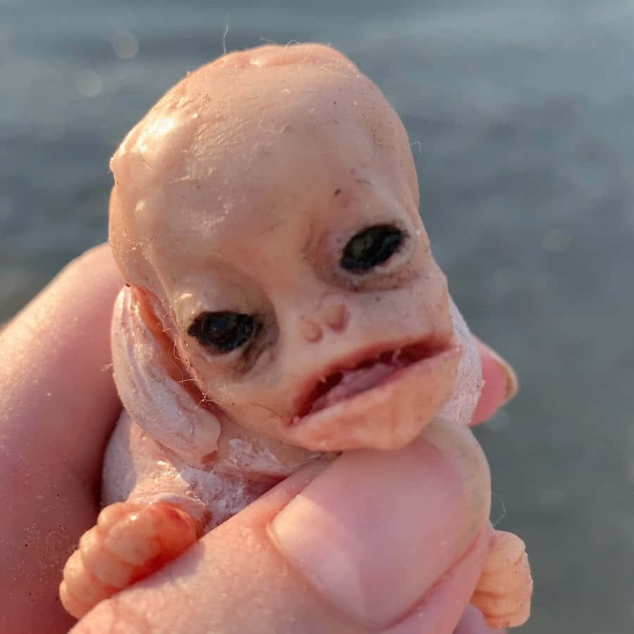Freaky 桌布 壁紙 — 一條細小蒼白的魚，有大大的深色眼睛和向下彎的嘴巴，被輕輕握在人的手中，背景是模糊的水面。