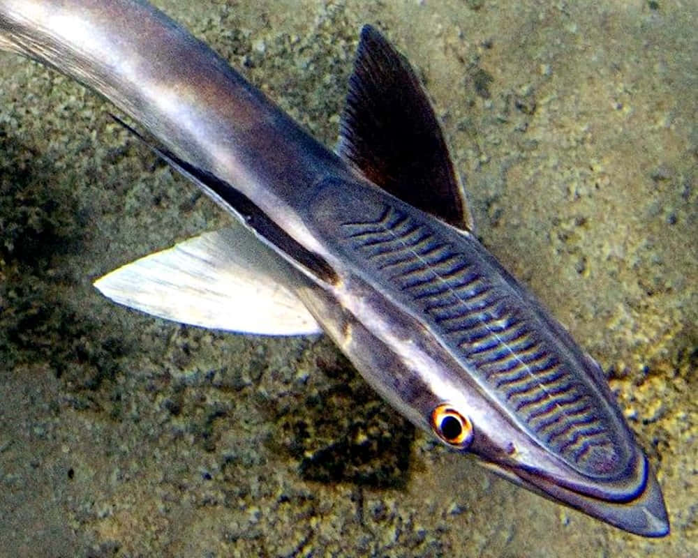 Remora 桌布 壁紙 — 一條細長魚類的特寫照片，頭部有條紋，眼睛是鮮橙色，在沙質海床上游泳。