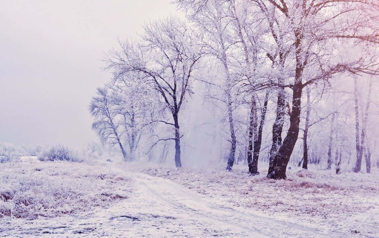 dreamy 桌布 壁紙 — 一條結霜的冬日小徑蜿蜒穿過白雪覆蓋的樹木，天空朦朧帶紫。