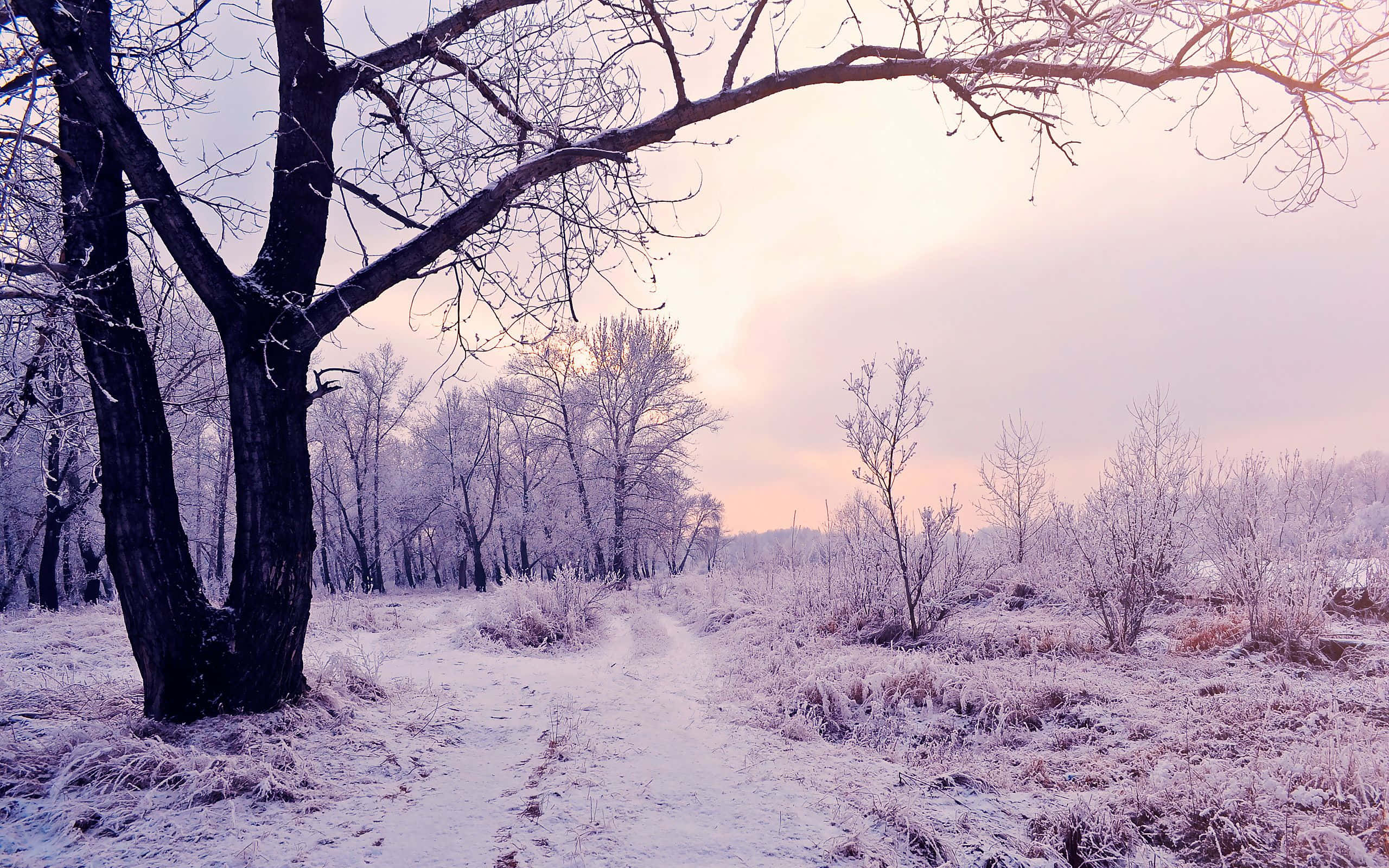 woods 桌布 壁紙 — 一條結霜的森林小徑蜿蜒穿過灑滿雪花的樹木，在柔和的粉紅和紫色暮色天空下。