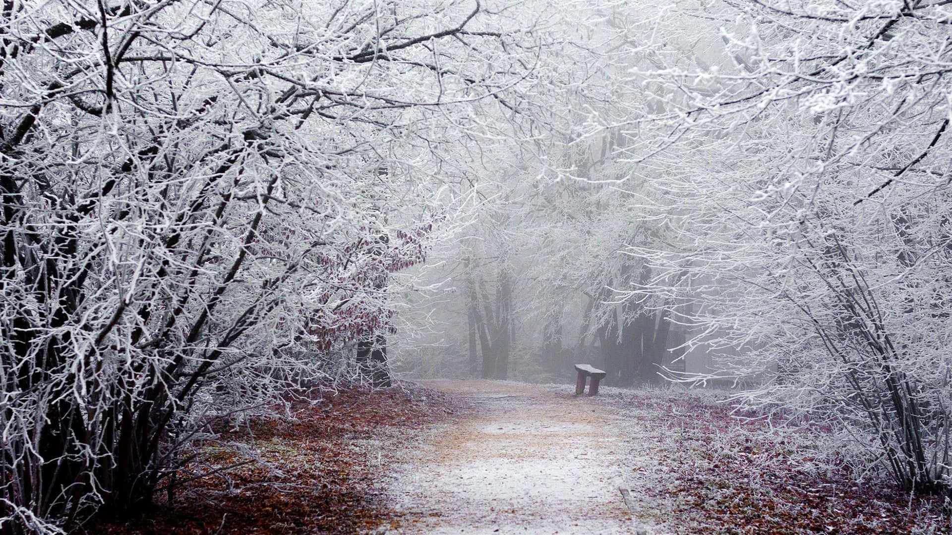 Winter Forest 桌布 壁紙 — 一條結霜的森林小徑蜿蜒穿過積雪的樹枝，遠處迷霧中可見一張孤獨的長椅。