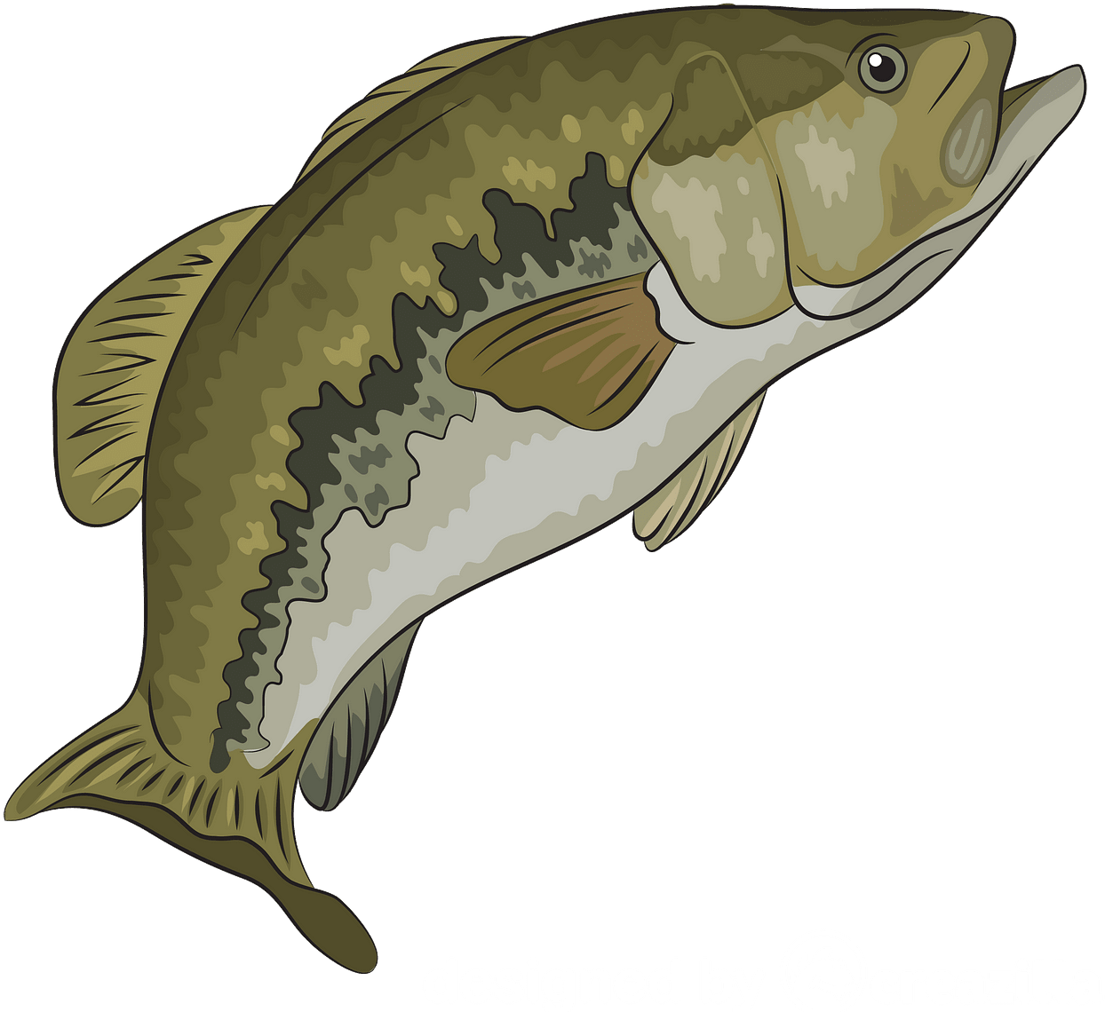 魚 桌布 壁紙 — 一條綠色和白色的鱸魚在黑色背景上跳躍的詳細插圖。
