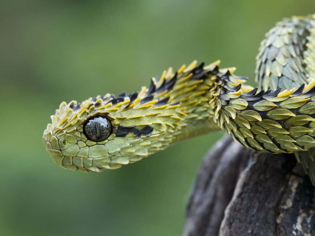 Scary Snake 桌布 壁紙 — 一條綠色和黑色的葉鼻蝰蛇盤繞在長滿苔蘚的樹枝上，背景是模糊的森林。