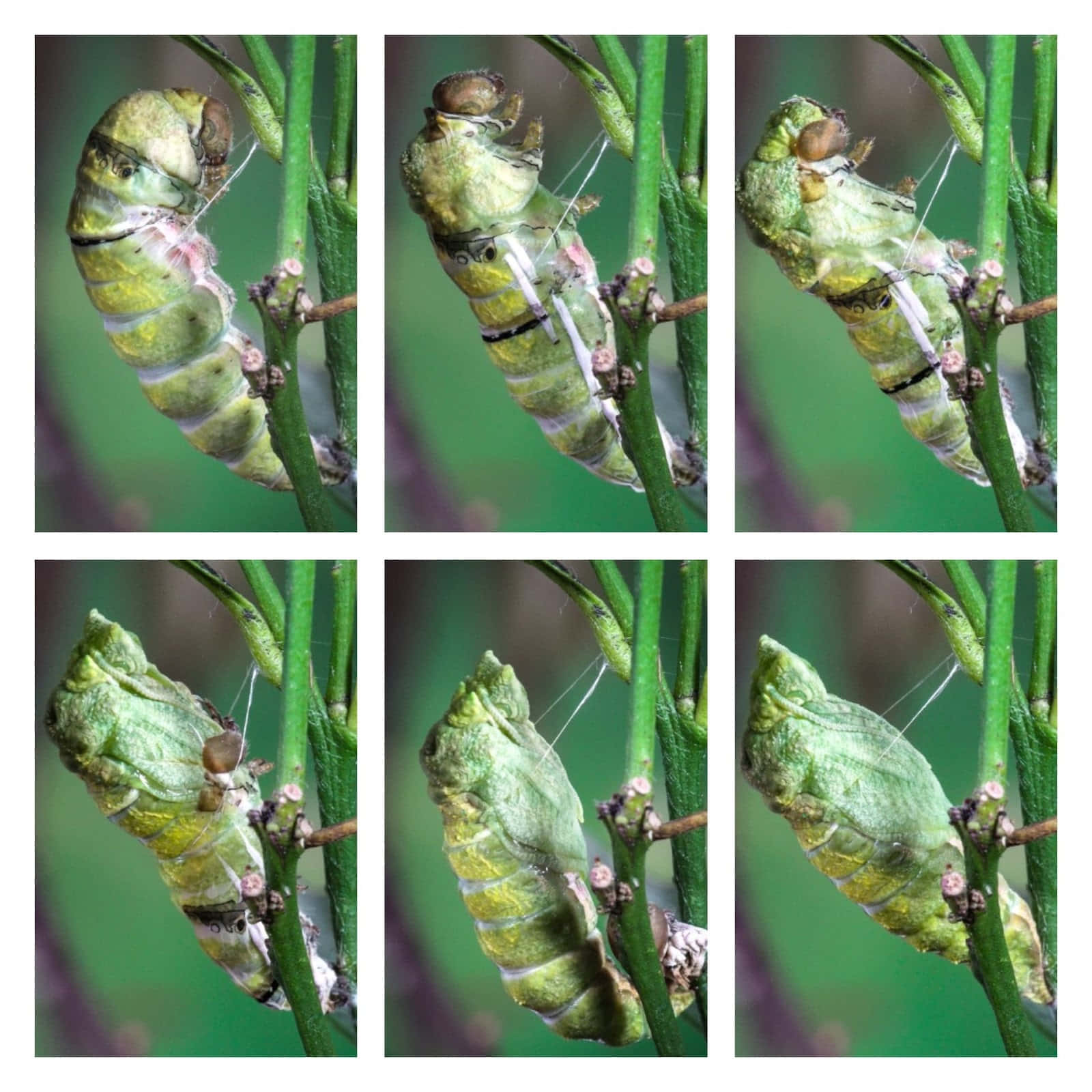 Caterpillar Transformation 桌布 壁紙 — 一條綠色毛蟲依附在植物莖上，蛻變成蛹，以六張特寫照片系列呈現。