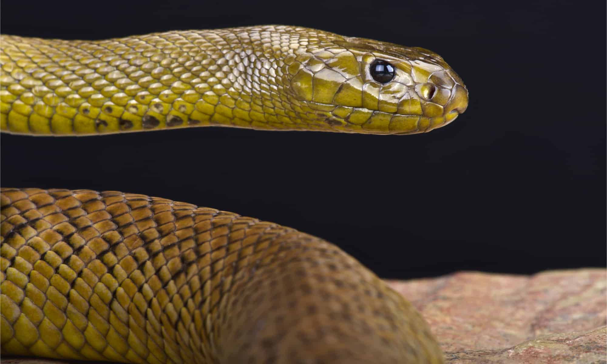 reptile 桌布 壁紙 — 一條綠色蛇的特寫，帶有詳細的鱗片和黑色眼睛，盤繞在岩石上，背景黑暗。