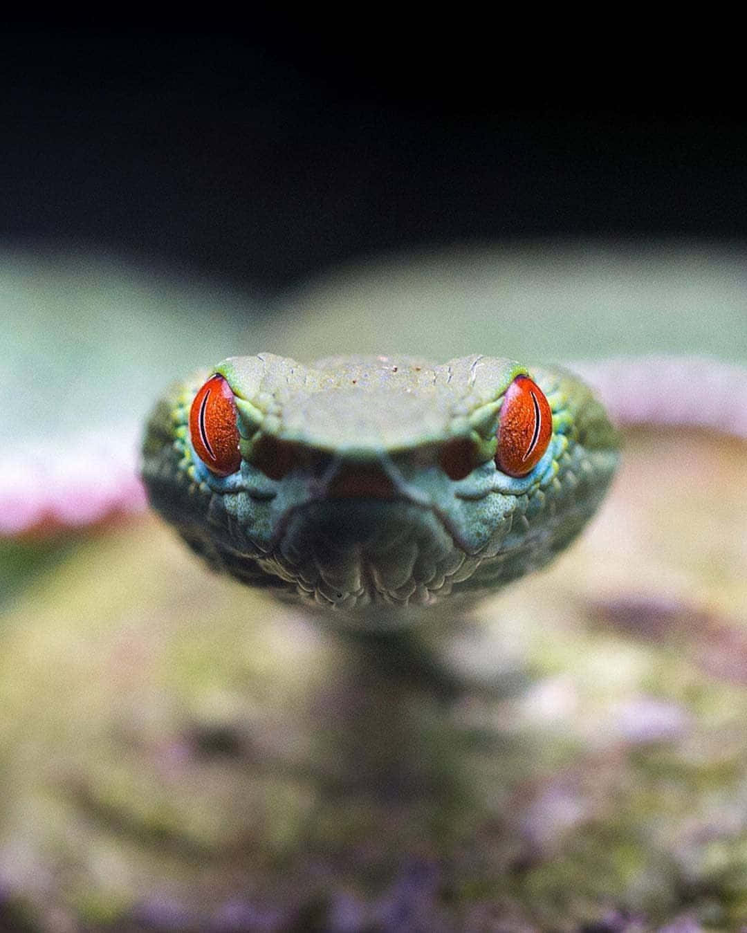 Scary Snake 桌布 壁紙 — 一條綠色蛇的特寫，有著引人注目的紅色眼睛，直視鏡頭，背景是模糊的自然環境。