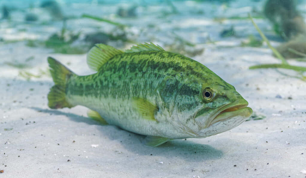 魚 桌布 壁紙 — 一條綠色鱸魚躺在沙質海床上，周圍散落著海草，上方是清澈的藍色海水。