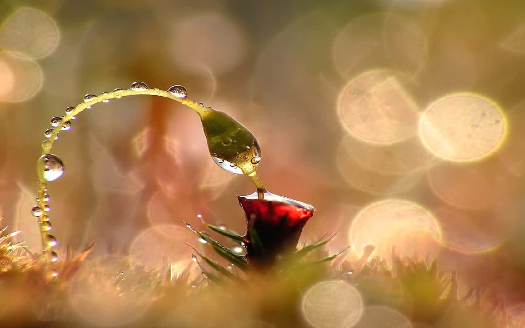 Beautiful Photography 桌布 壁紙 — 一條纖細彎曲的莖上帶有露珠，優雅地滴落在一朵鮮紅色的花上，背景是溫暖的散景效果。