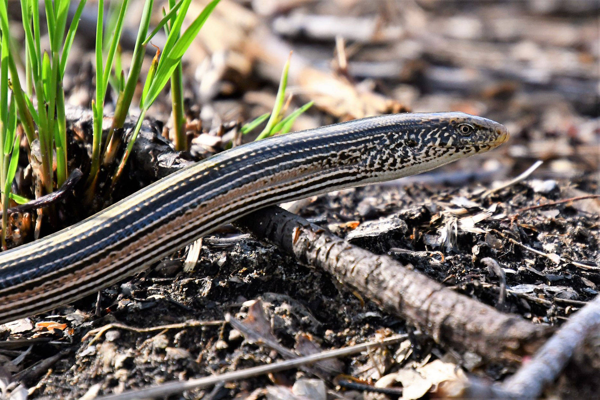 reptiles 桌布 壁紙 — 一條纖細無腿的蜥蜴帶有條紋圖案，在明亮的陽光下，在乾燥的土壤上、綠色草葉旁休息。