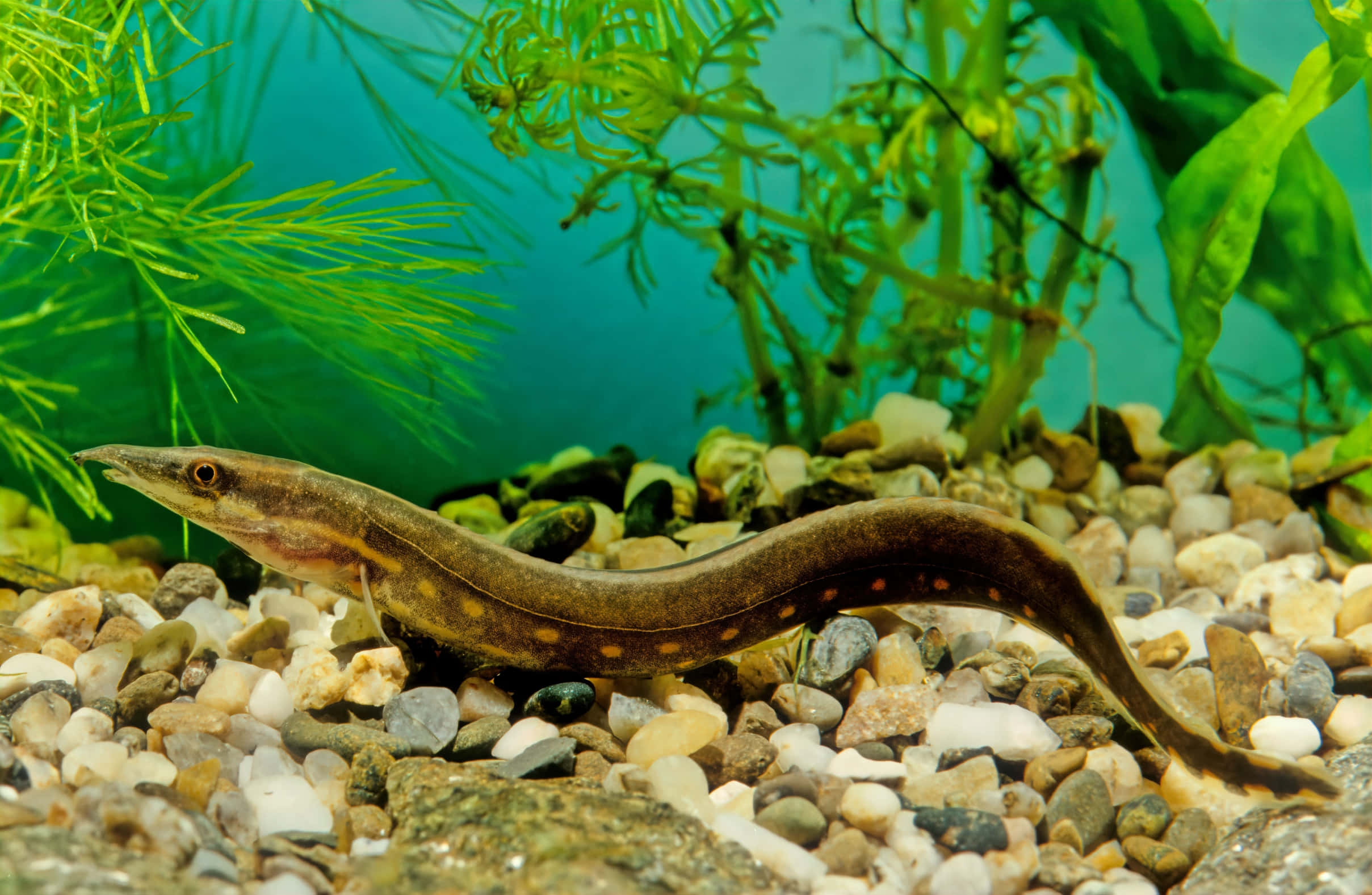 Eel 桌布 壁紙 — 一條纖細的斑點鰻魚在清澈的藍綠色水中，躺在色彩繽紛的鵝卵石和茂盛的綠色水生植物之間休息。